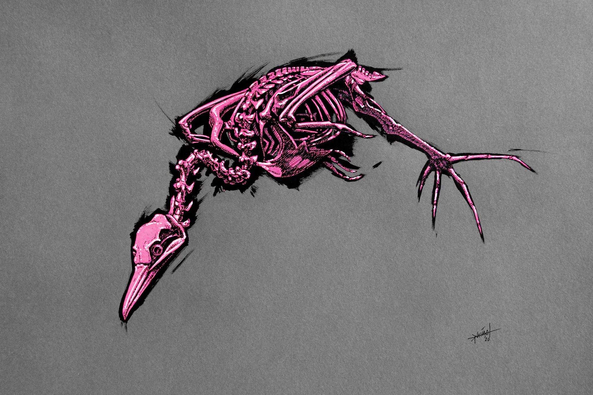 Illustration of pink seagull skeleton on grey carton