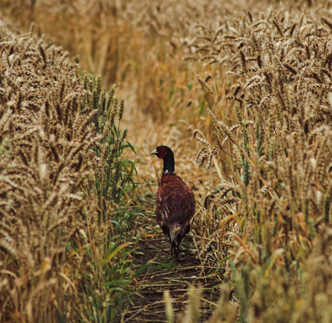 Chicago Chapter: Bird Walk