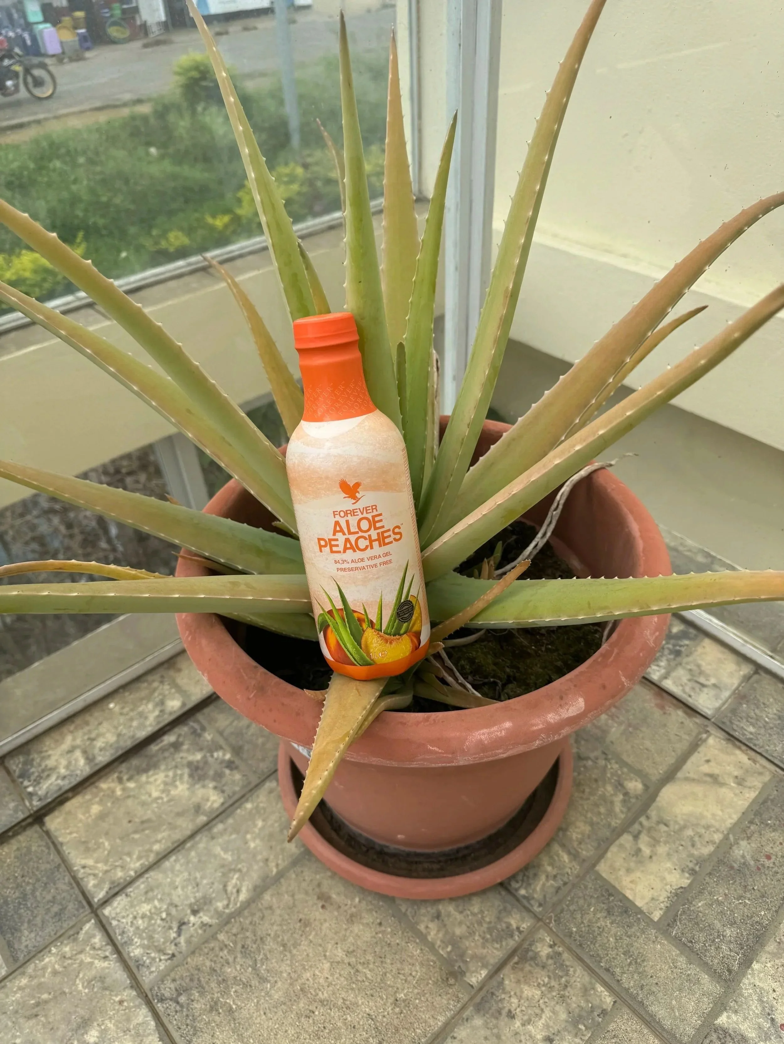 Forever Aloé Peaches