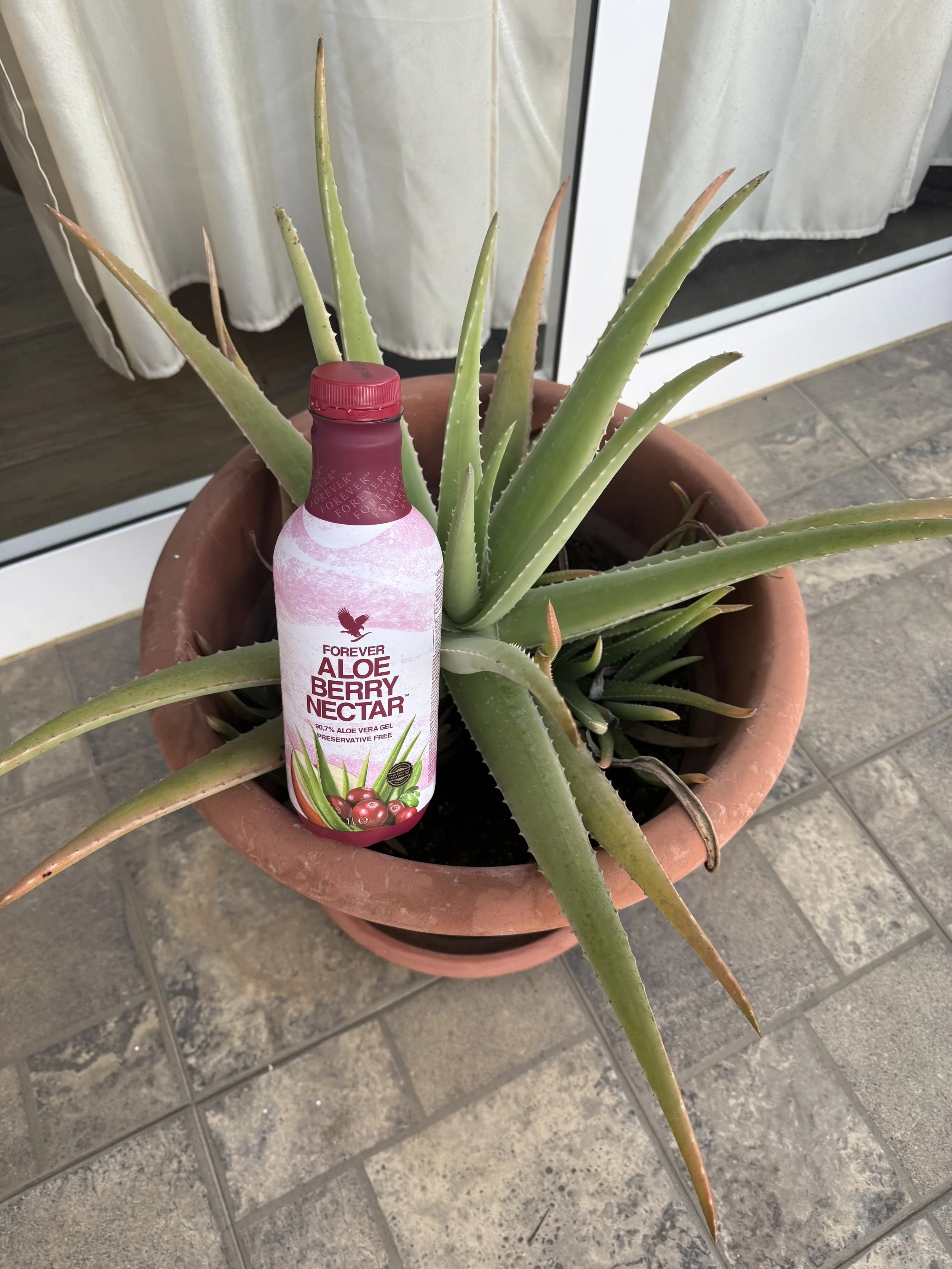 Forever Aloé Berry Nectar