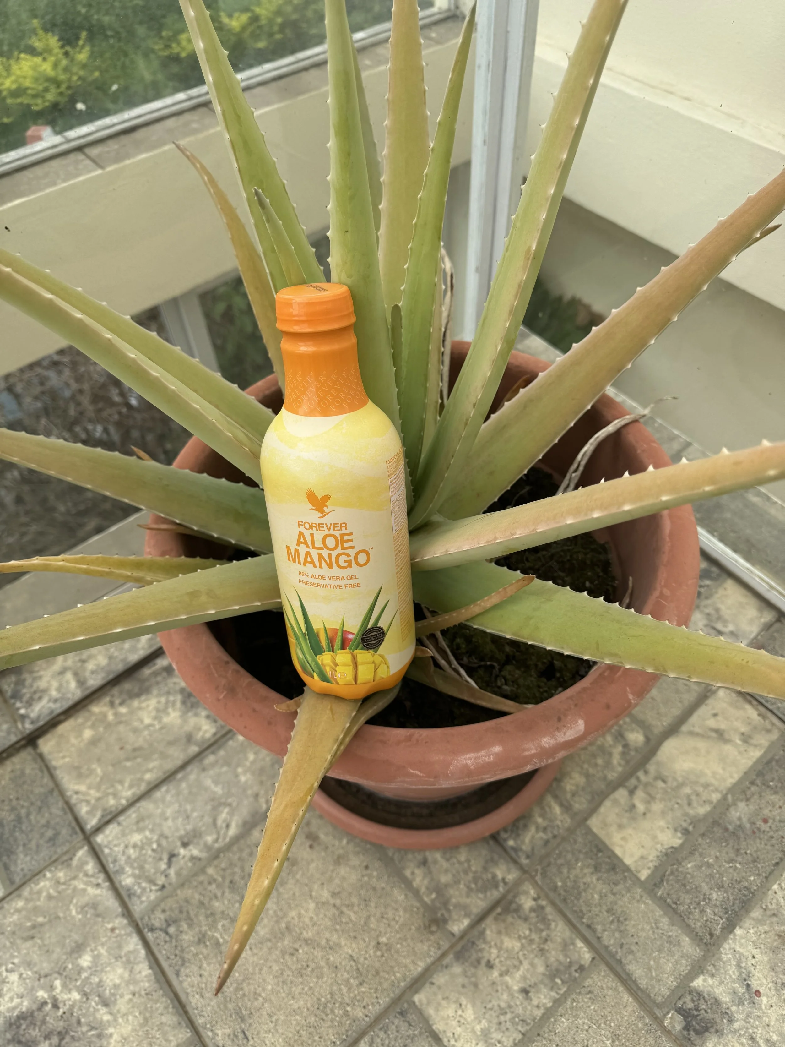 Forever Aloé Mango