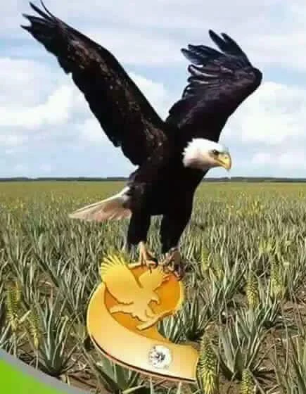 Águia com o pin de Diamante, sobre a plantação de Babosa.