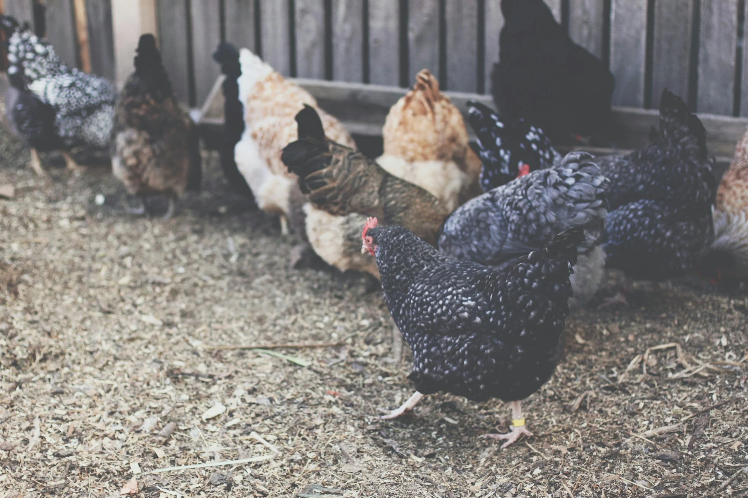 Several hens with various black and white, brown, and speckled feathers gathered on a dirt ground near a wooden fence.