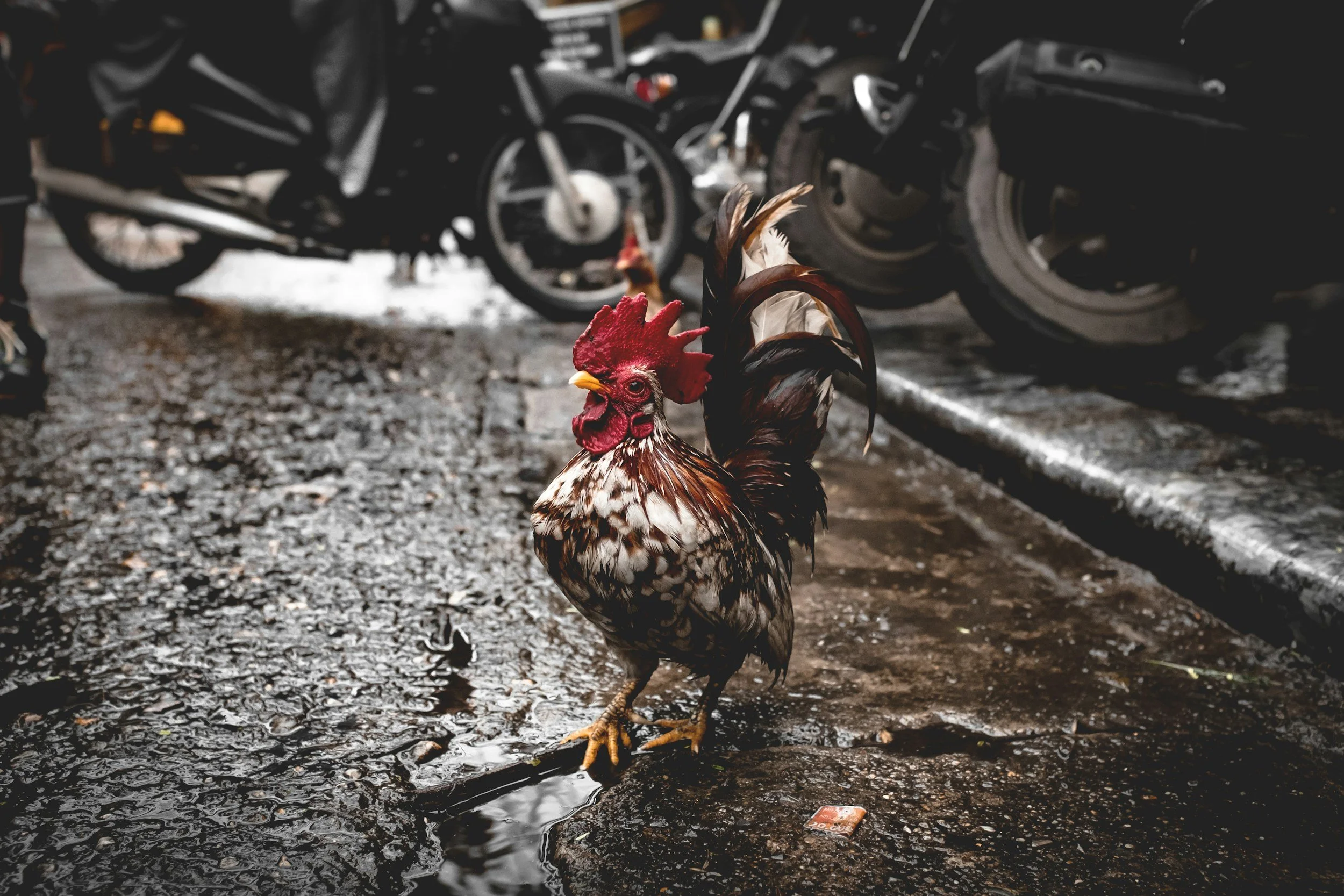 Do Chickens Like Rain? Understanding Rain, Cold Exposure, and Chicken Health