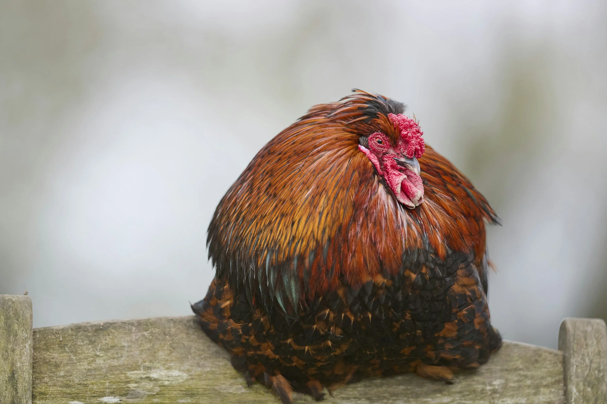 Bumblefoot in Chickens