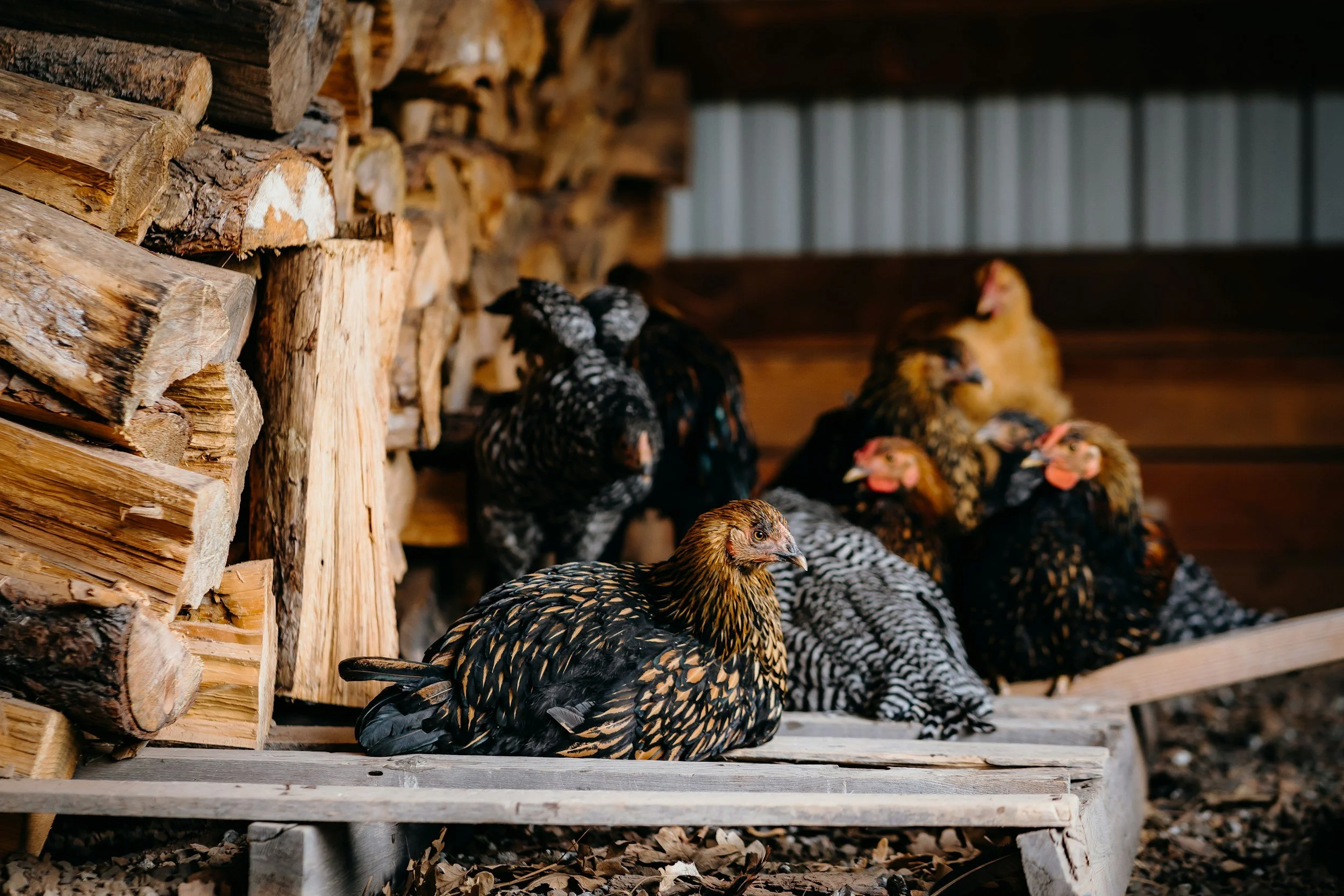 A group of chickens with black, white, and brown feathers, some with yellowish combs, standing on a wooden surface next to a stacked pile of chopped firewood inside a barn with a metal roof.