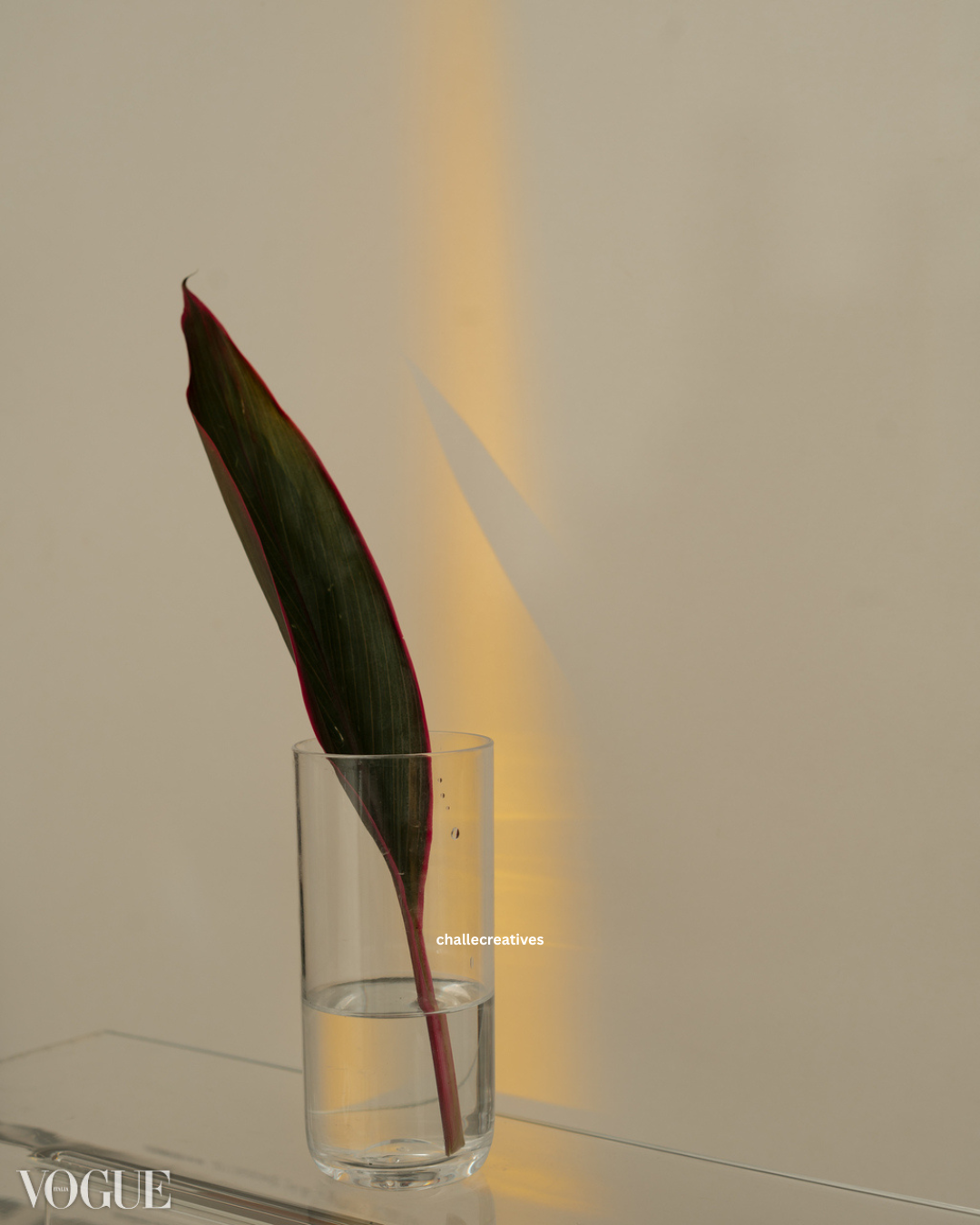 A large green and red-tipped leaf in a transparent glass vase filled with water, placed on a surface against a beige background with soft lighting.