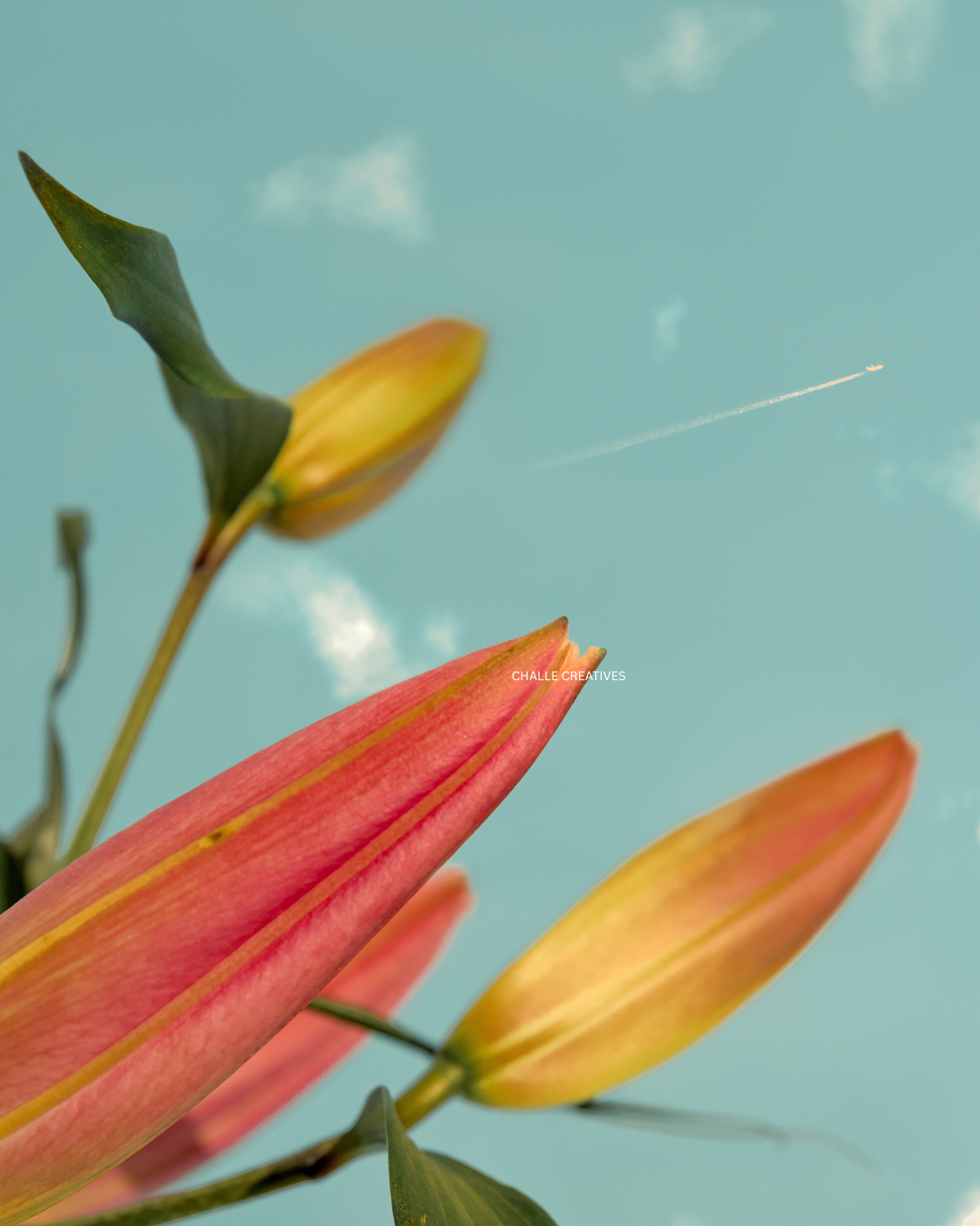 Close-up of orange and yellow lilies against a blue sky with a faint airplane contrail and a few clouds.
