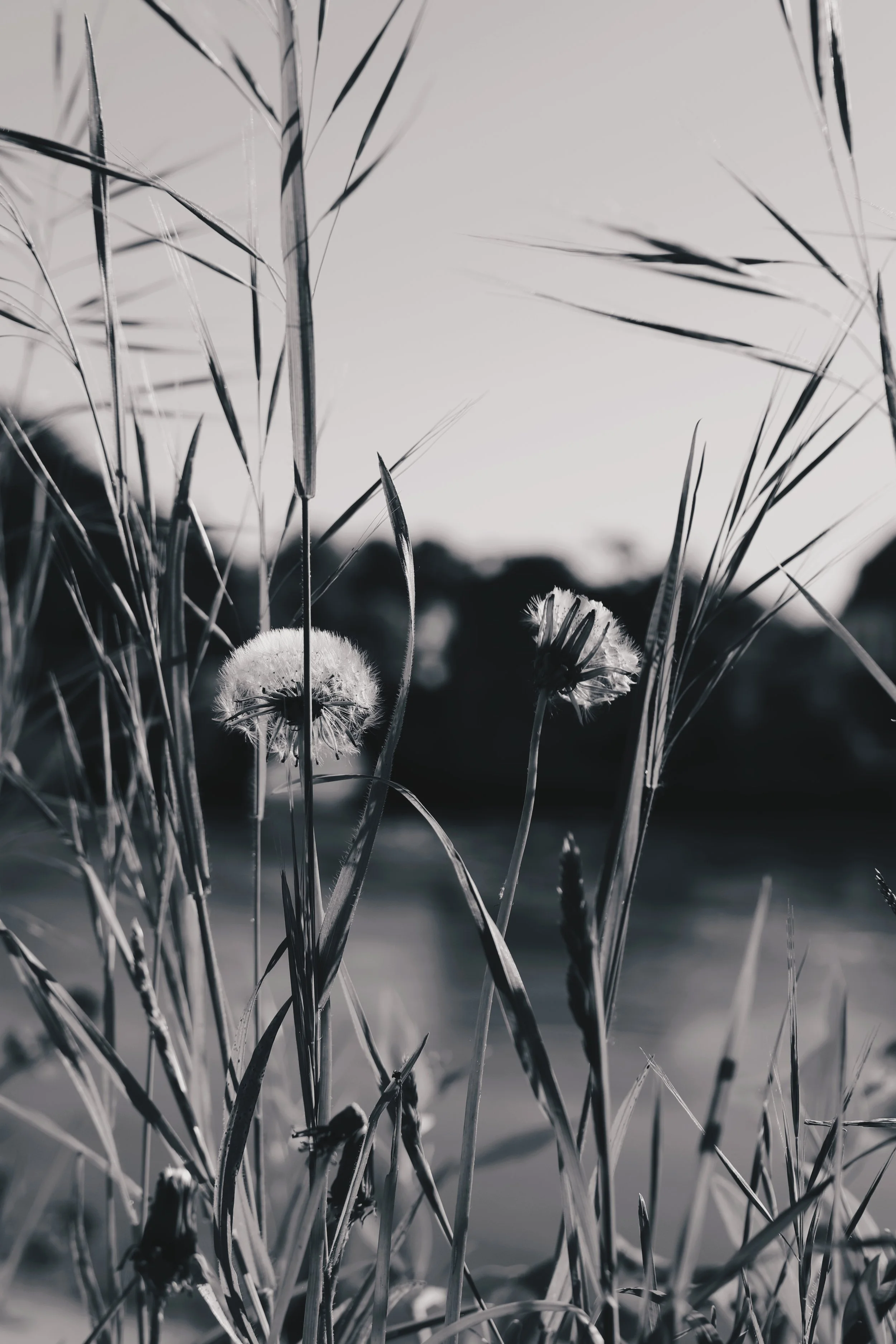 Près de l'eau, des fleurs de pissenlit et des herbes hautes en noir et blanc.