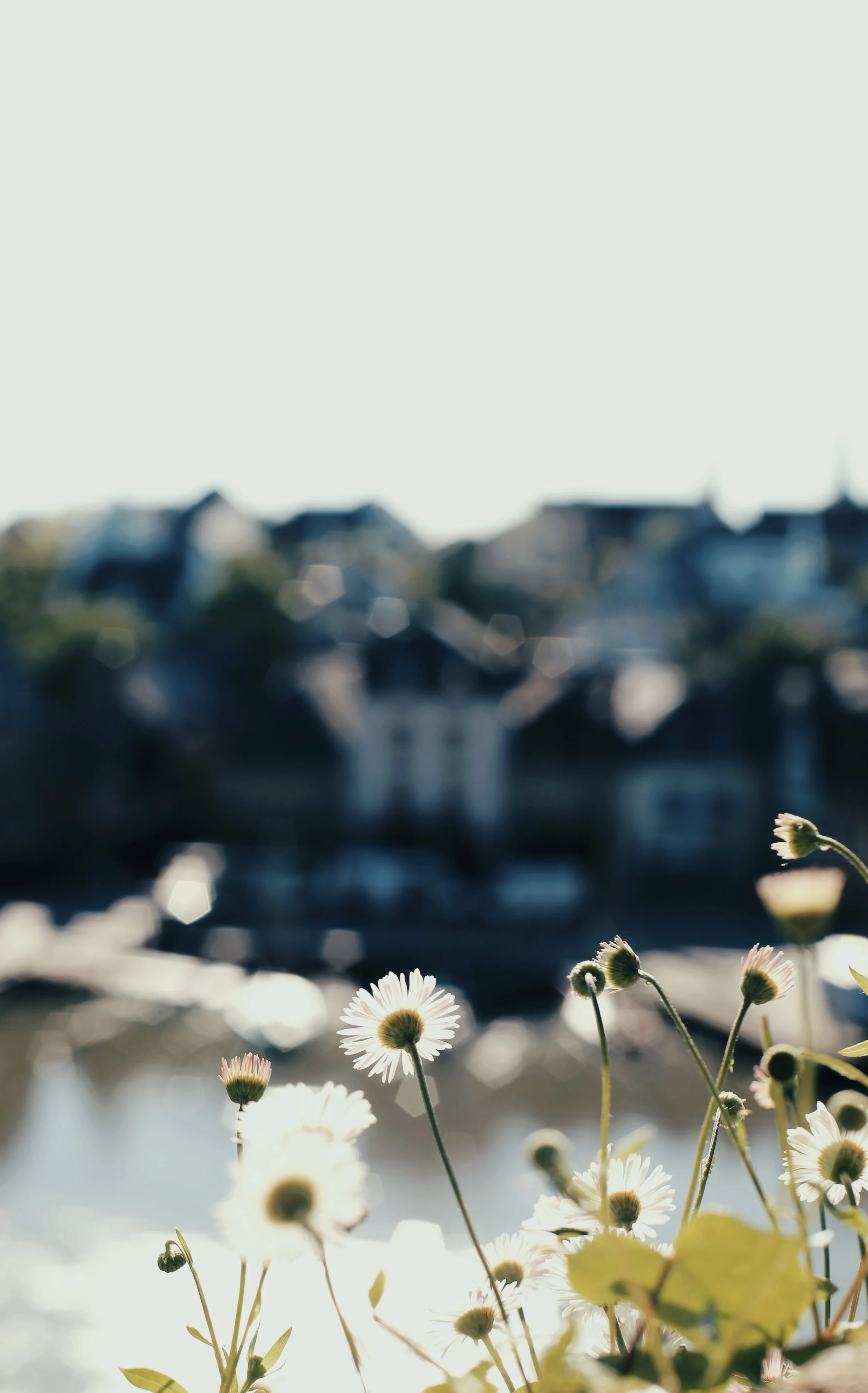 Fleurs blanches devant un plan d'eau avec maisons floues en arrière-plan, en plein jour.