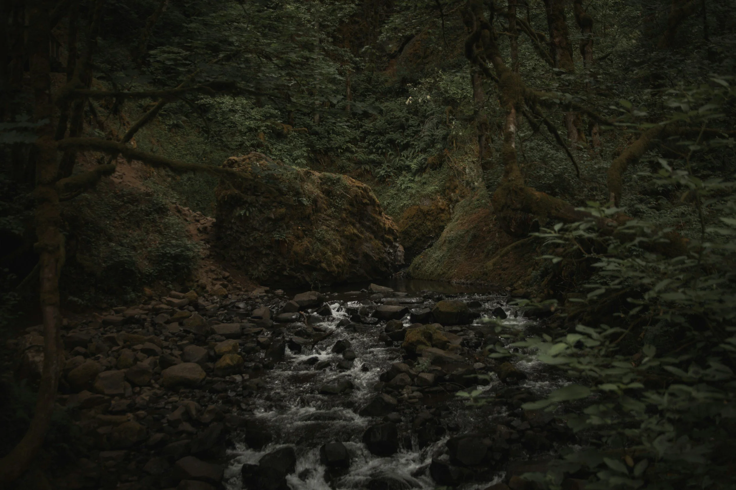 A dark, dense forest with a small stream flowing over rocks, surrounded by moss-covered boulders and lush green foliage.