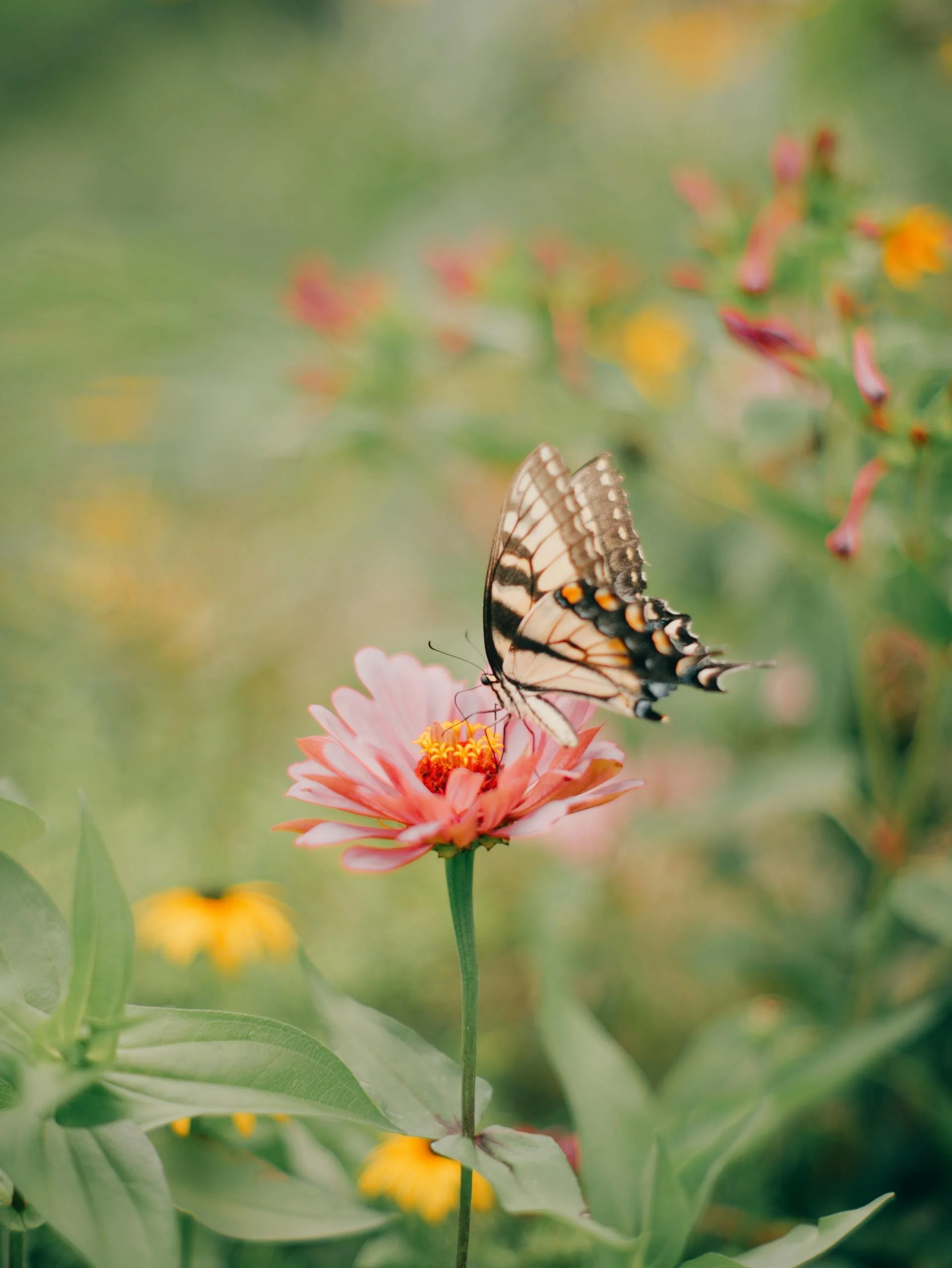 A butterfly perched on a pink flower in a garden setting.