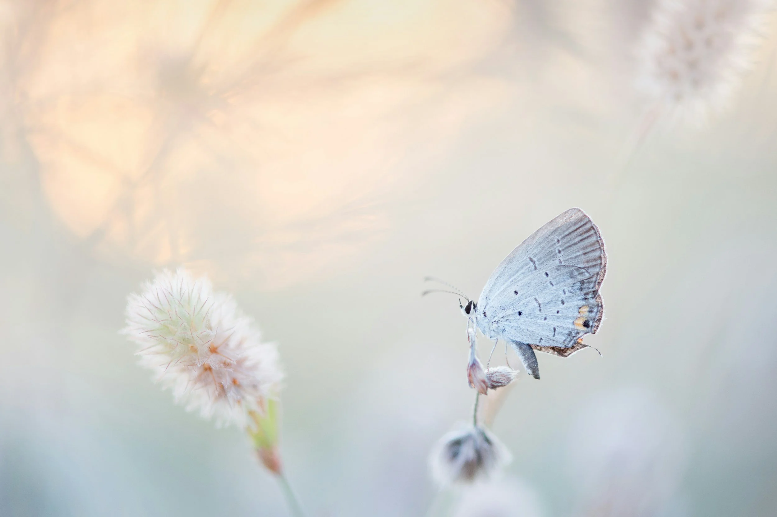 A pale blue butterfly perched on a dried flower stem in a soft, light background.