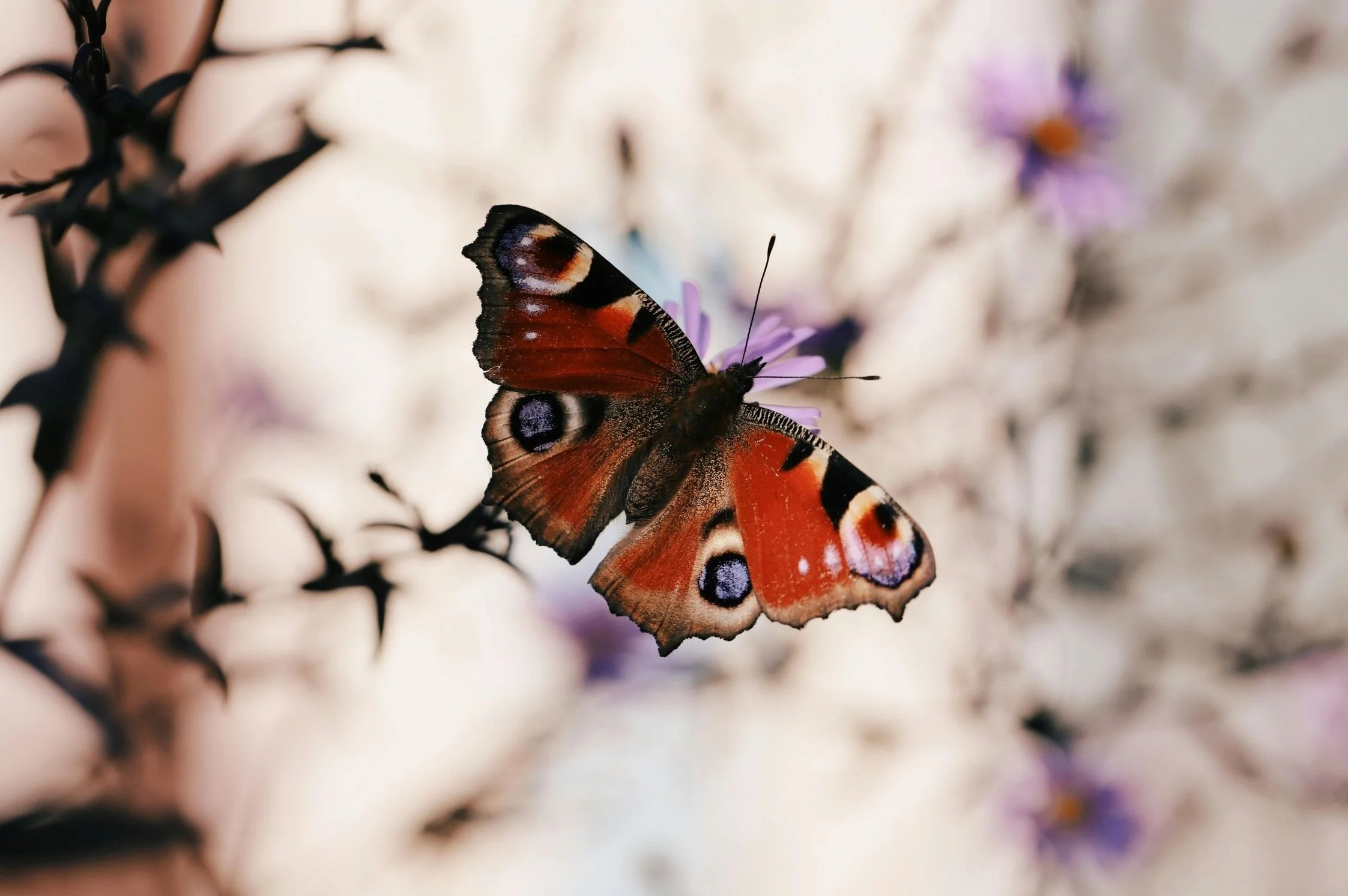 A butterfly with orange, black, and blue eyespot wings perched on a purple flower, with a blurred background of additional flowers and branches.