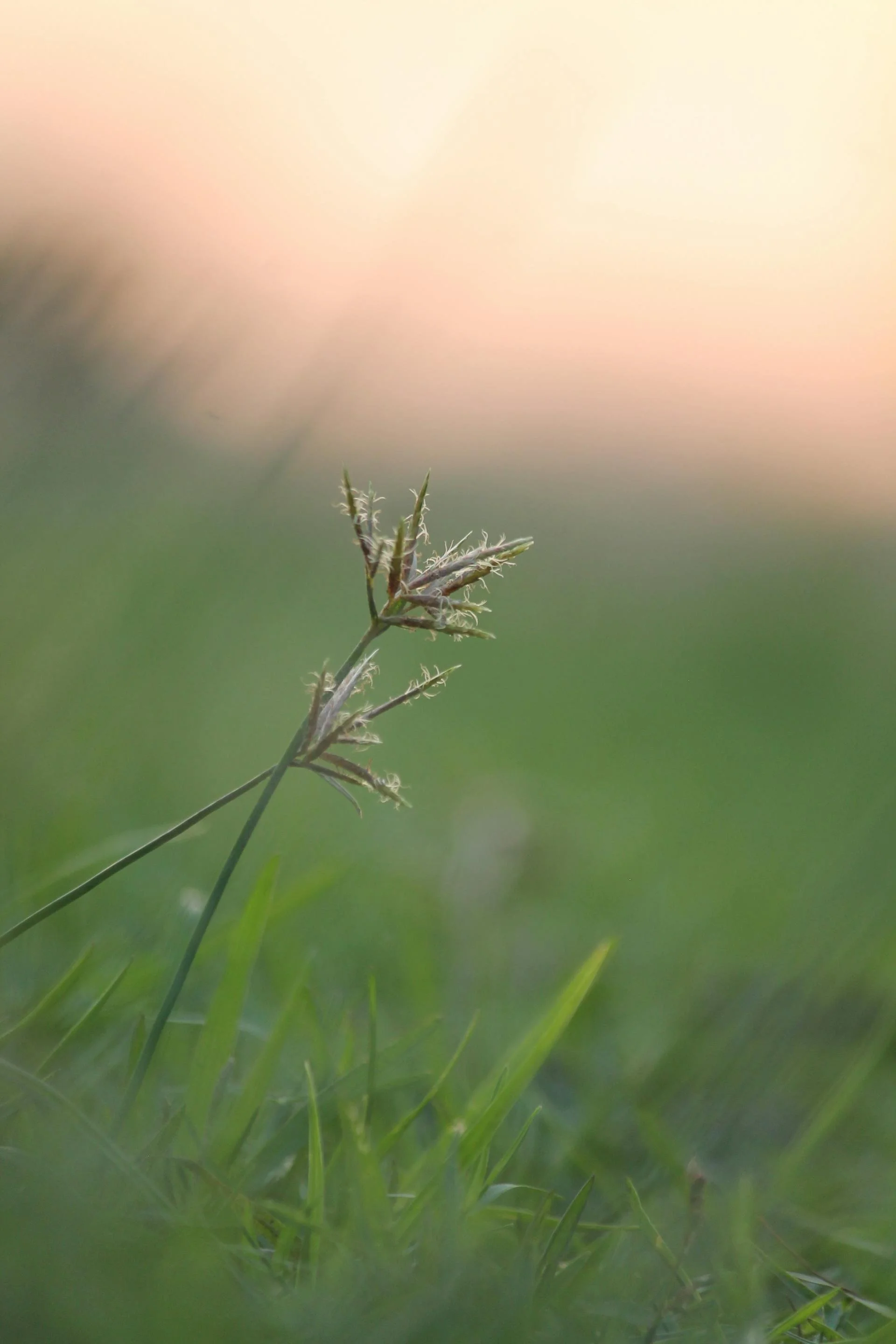 Close-up of a single grass stem with seed heads in a grassy field during sunset.