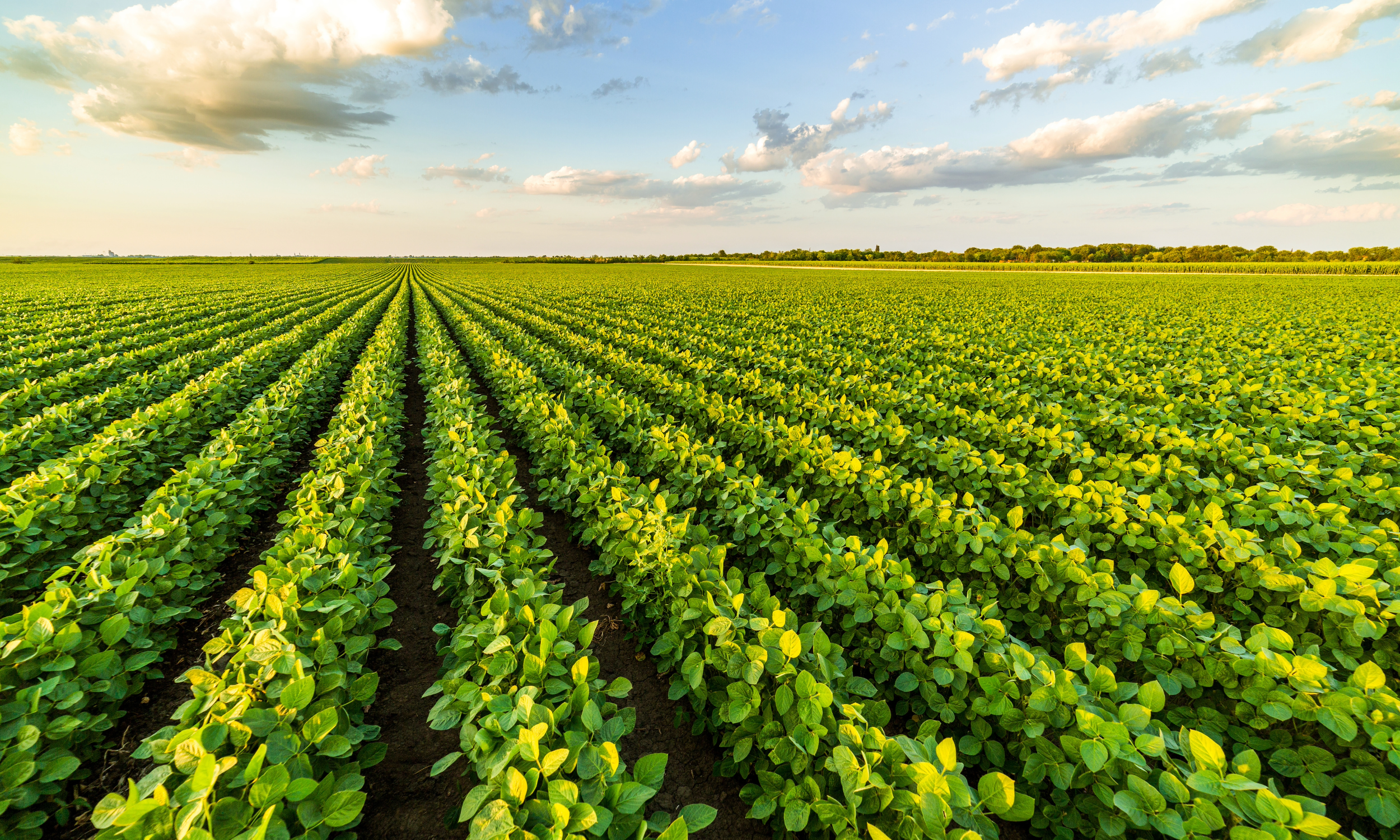 5 Ways to Support Local Agriculture in Your Michigan Community