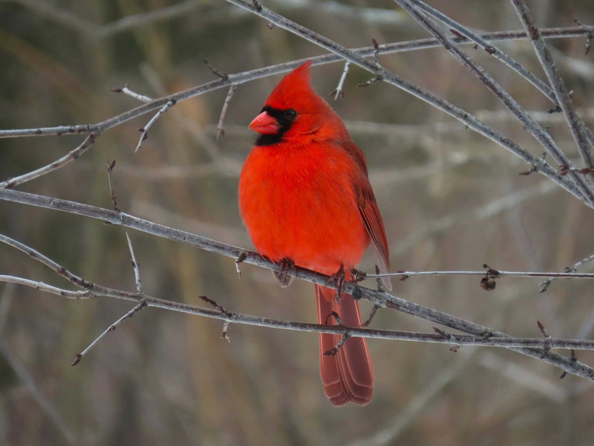 The Birds - 
Cardinals, finches, woodpeckers, and more