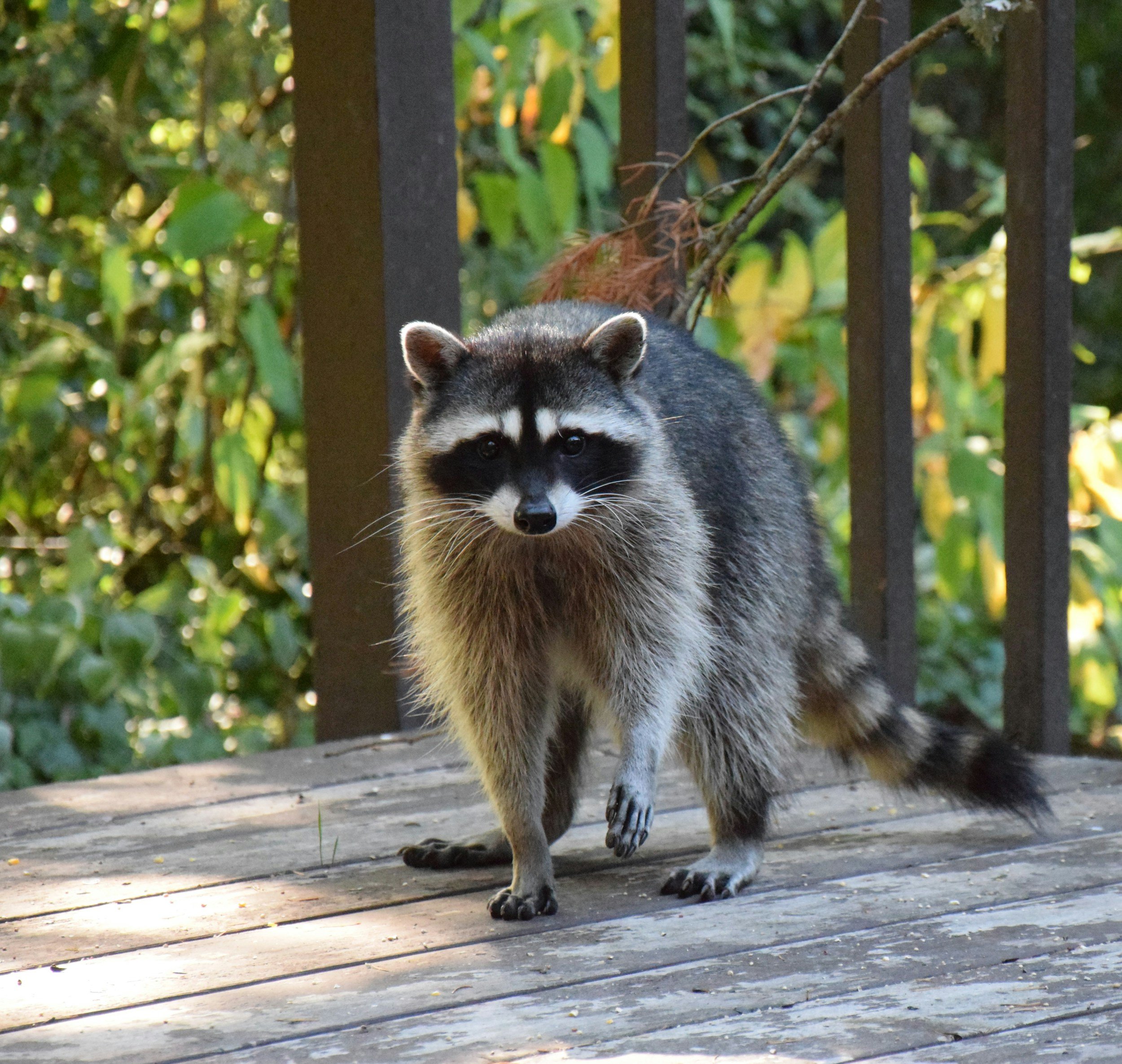The Raccoons - 
Even though they steal the food bowls