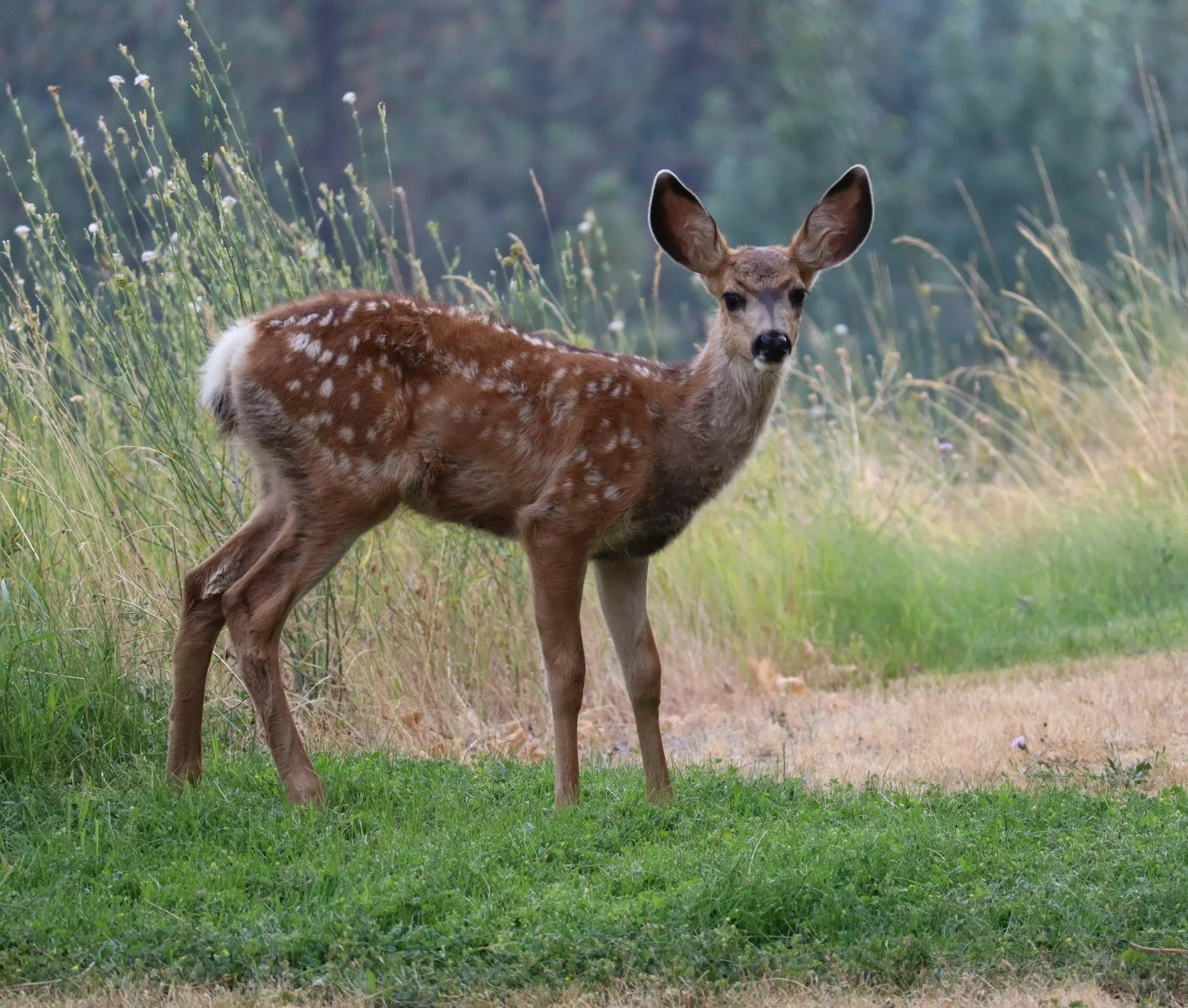 A Family of Deer - 
Huge, gorgeous and are willing to share the others food.  Though they do like my herb garden as well.