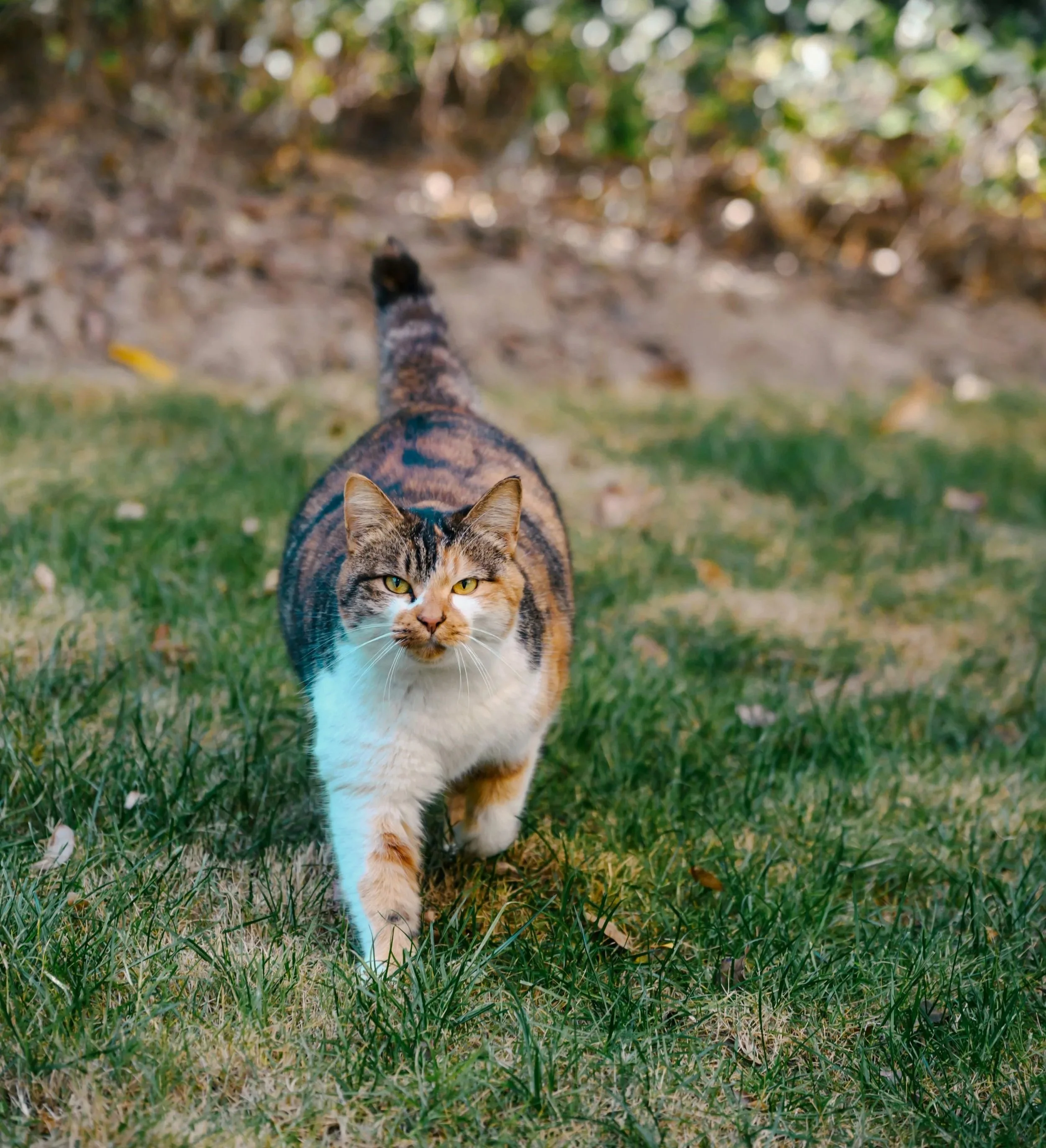 Random Cats - 
The word is out that we are a safe haven for them, so our yard seems to be a stop on the highway of life