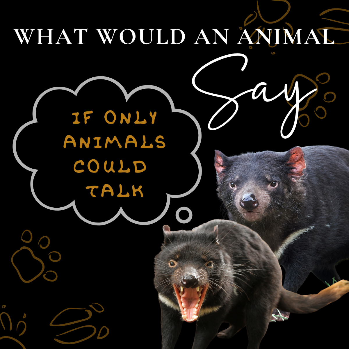 Be Less Aggressive Towards Others: Advice from a Tasmanian Devil 