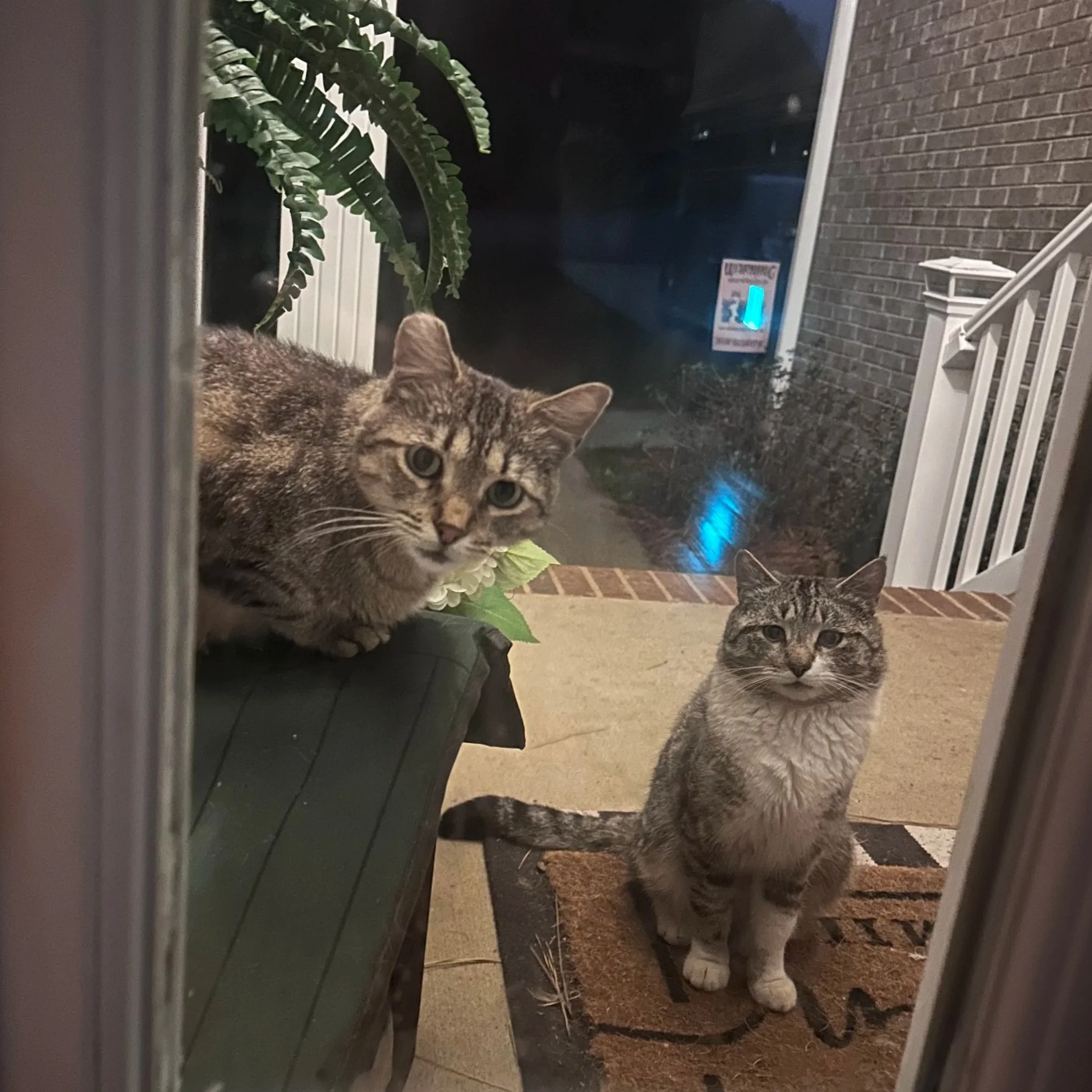 Sam (left) & Chappie (right)
- Currently submitting applications to join The Pride, even though one of them has a heated house, which he is sitting on top of