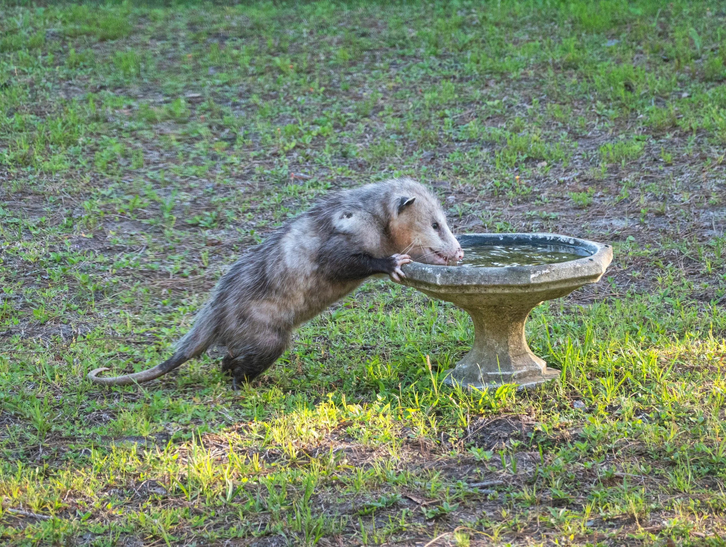 The Opossums - 
Before you ask, no, there is no limit to who we care for.  Besides, not only do they clean up after everyone else, they eat about 5000 ticks per season.
