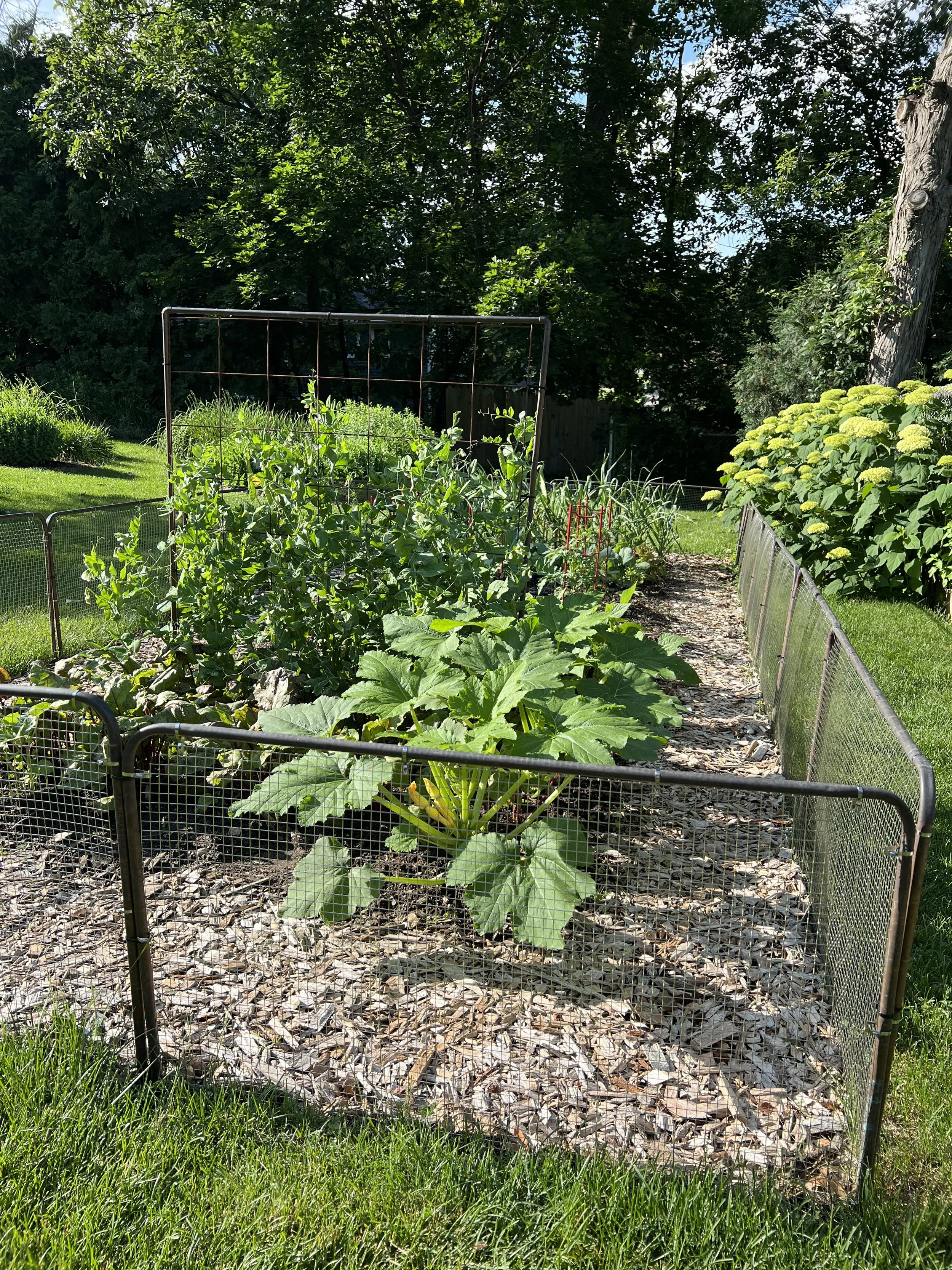 Copper Rabbit Fence for Vegetable Garden