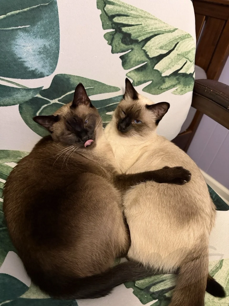 Anna &amp; Kitkat