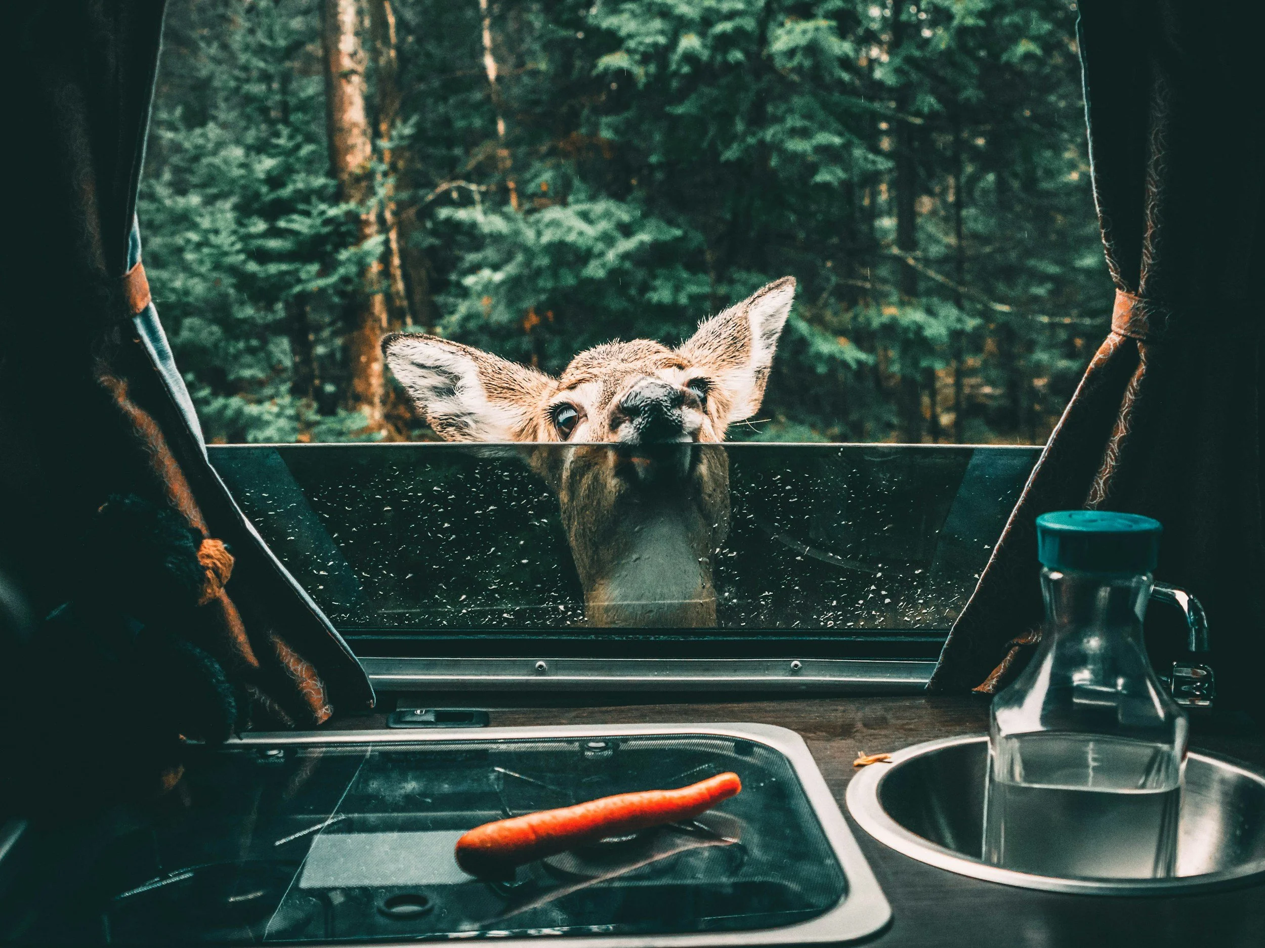 A deer peeking through the window of a camper or RV in a forested area with green trees in the background.