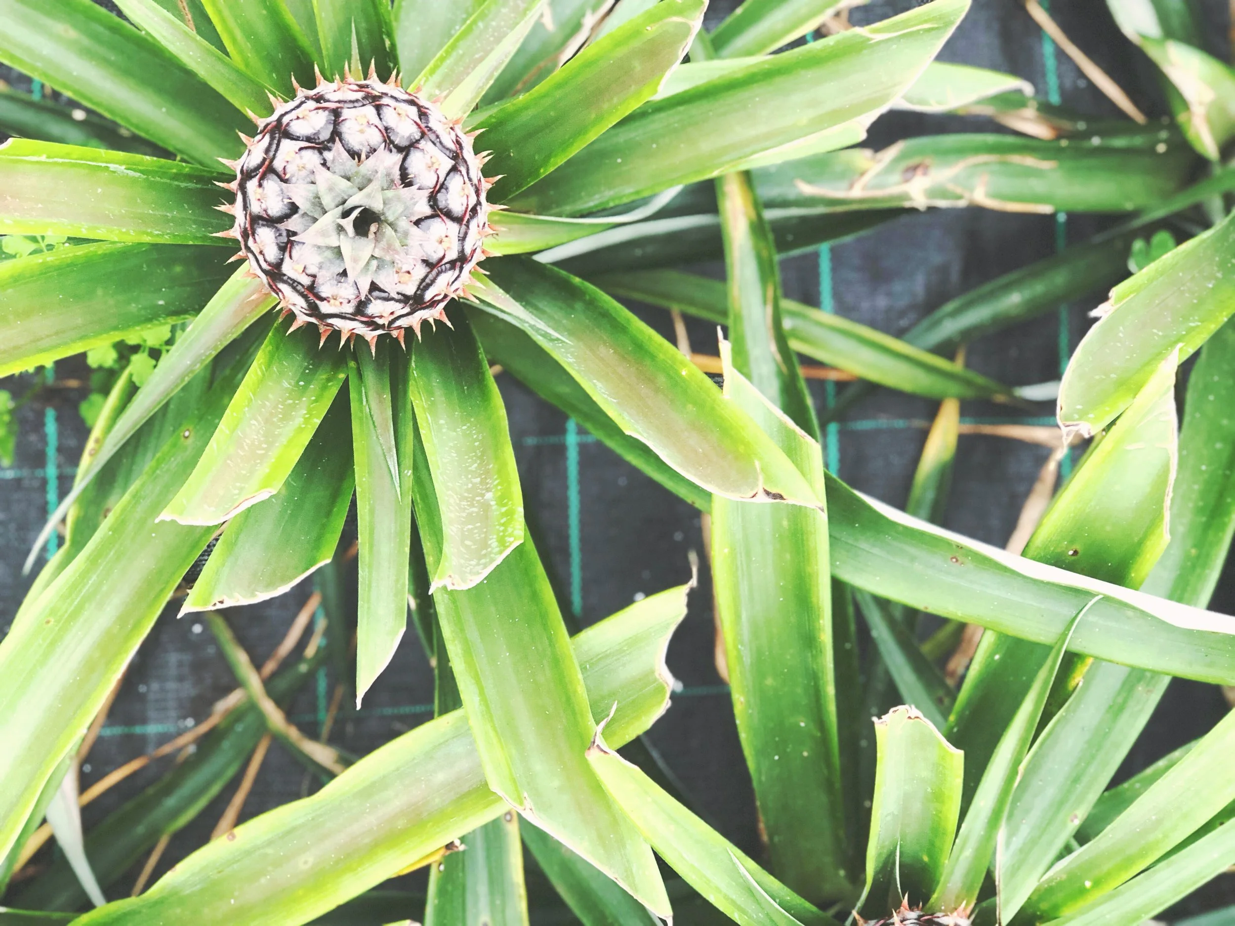 Close-up of a pineapple growing on a plant with spiky green leaves.