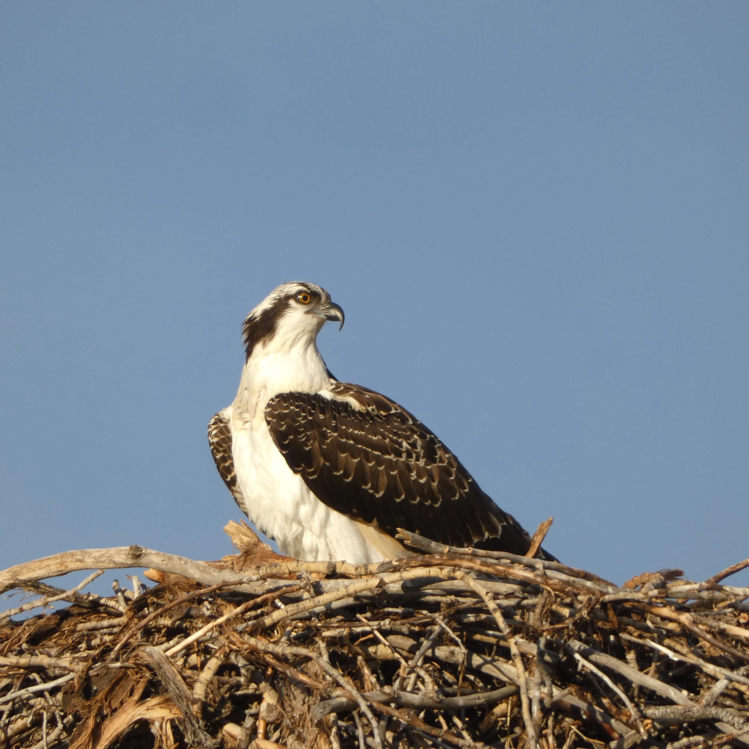 Final Osprey Report 2026 