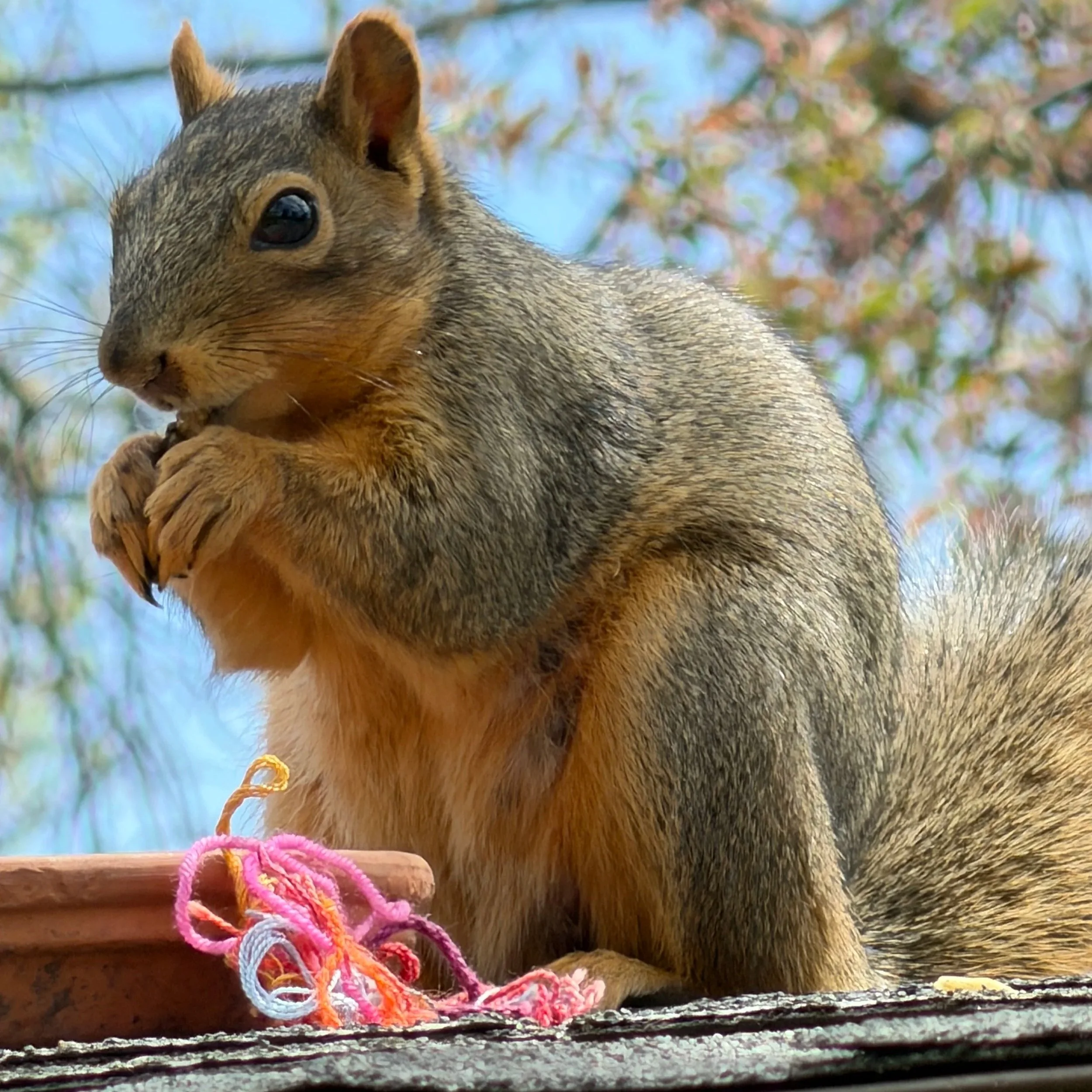 The Forty-One Acres Hey Squirrel population provides endless headaches and smiles. Close-up of a squirrel sitting on a wooden surface, holding and eating a nut, with colorful yarn balls nearby and blurred background of trees and sky.