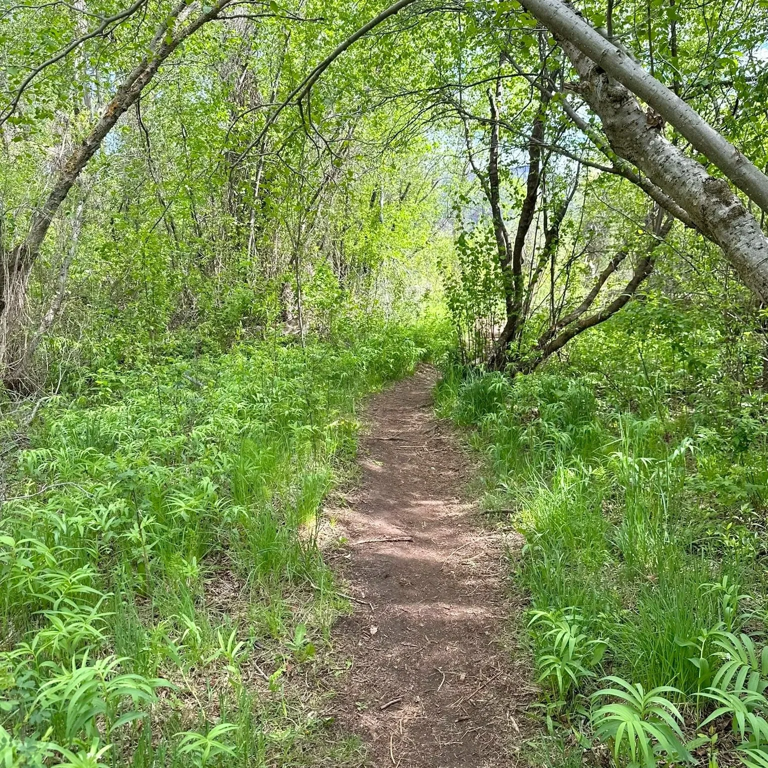 The Forty Acre Wood is a magical sliver of open space in Carbondale, Colorado, filled with trails through dense forests. Featured: a dirt trail running through a dense green forest with tall trees and lush plants on either side.