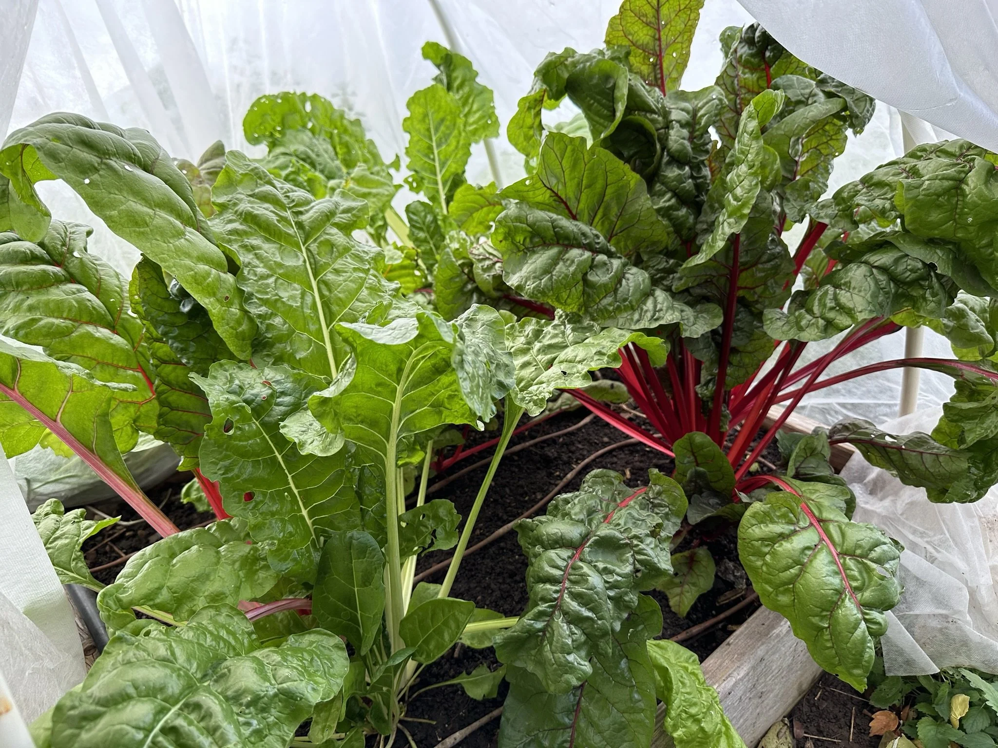 The Forty-One Acres Homestead Gardens provide ample food and entertainment, with wildlife, photography, harvesting and cooking opportunities. Featured: a bed of Chard.