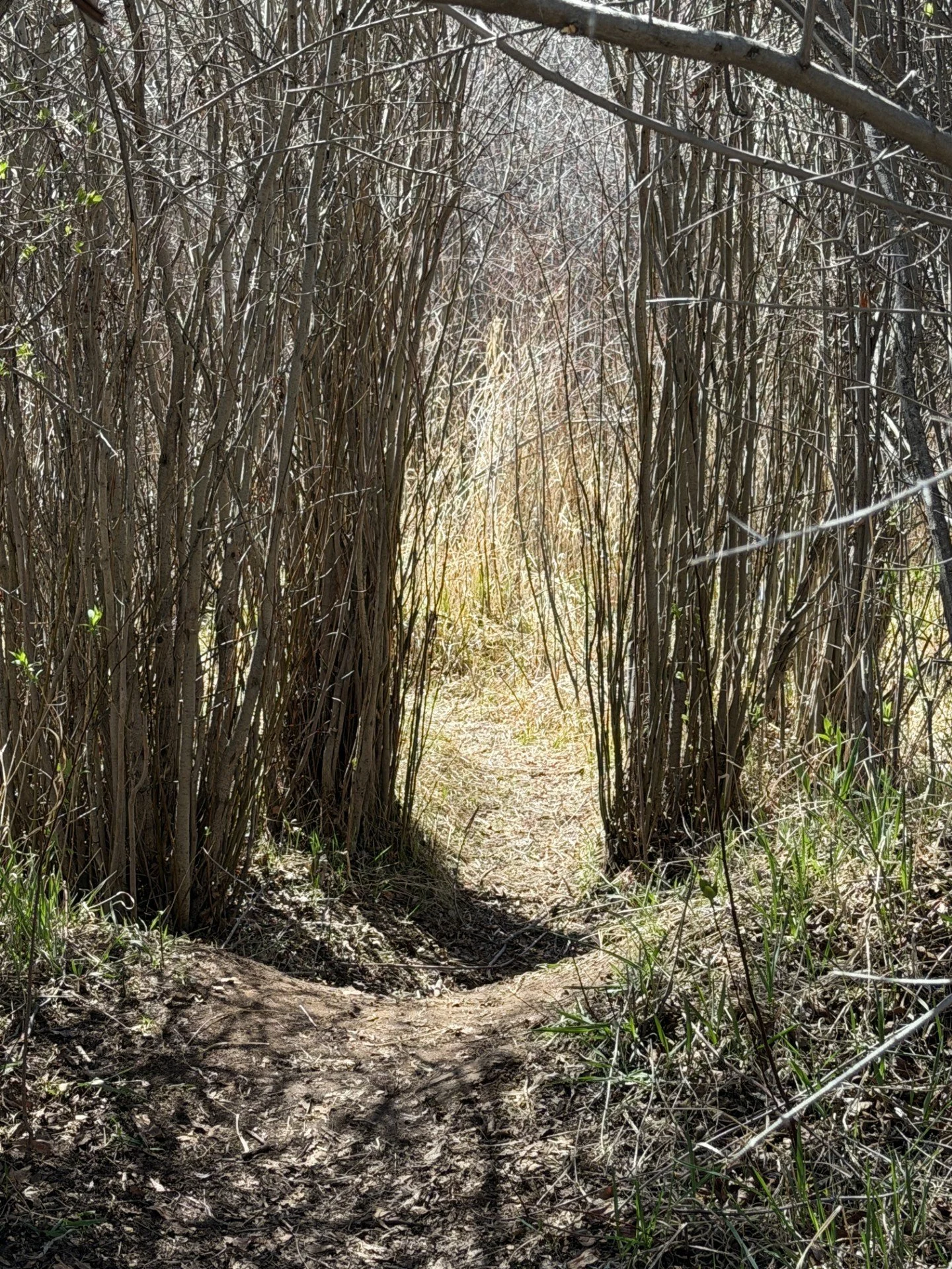Secret Path.jpg