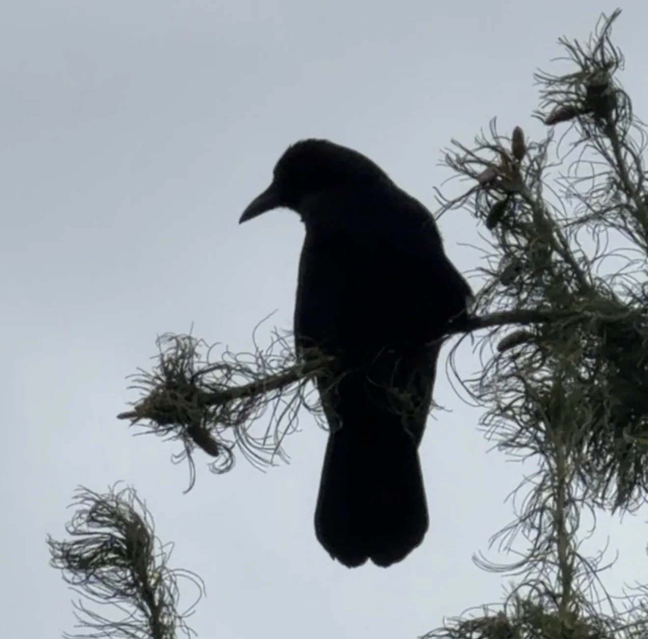 The Forty-One Acres Crow watches over the Forty Acre Wood and the Homestead.