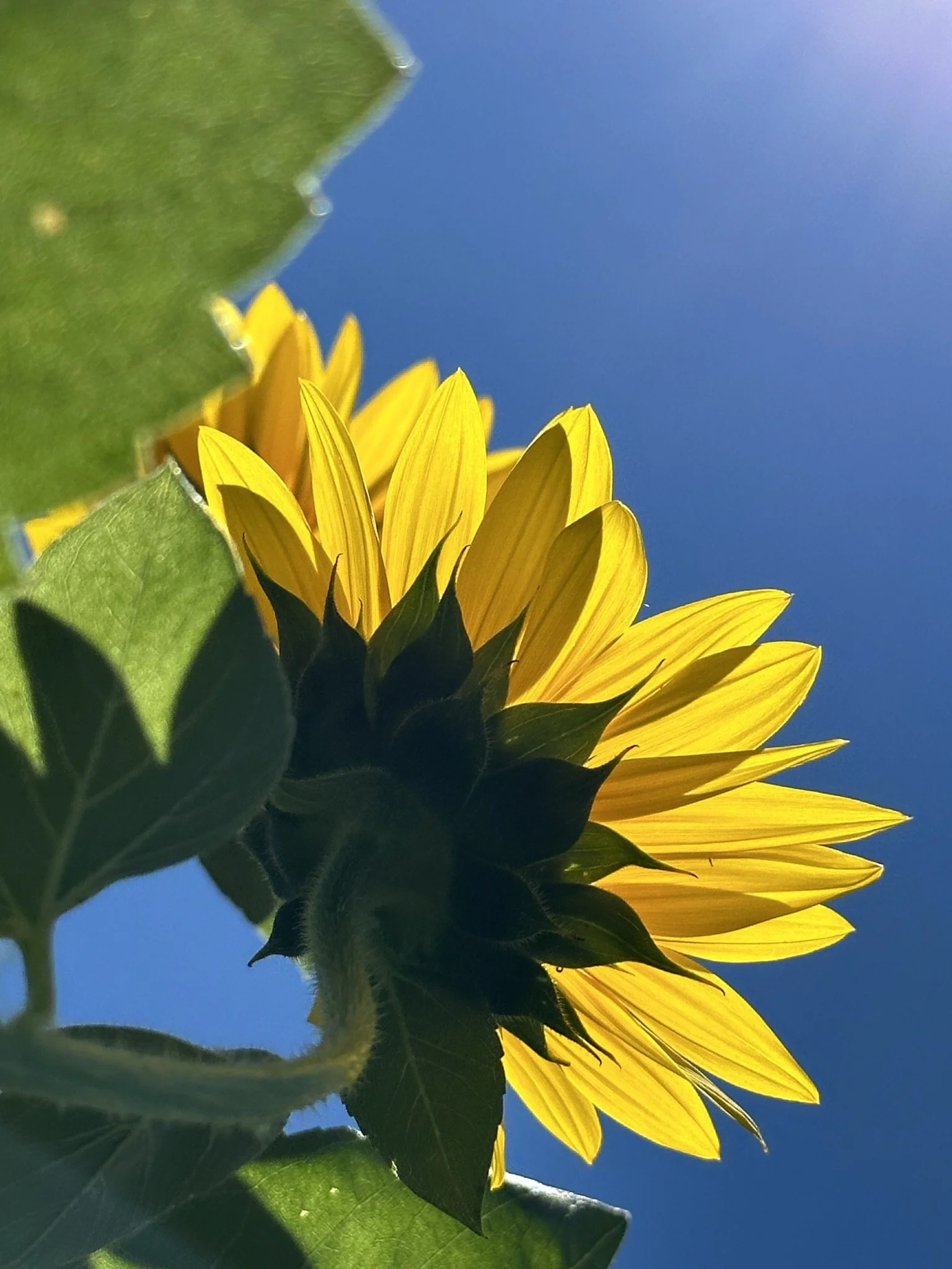 Close-up of a Forty-One Acres Homestead Gardens sunflower with yellow petals and green leaves against a blue sky.