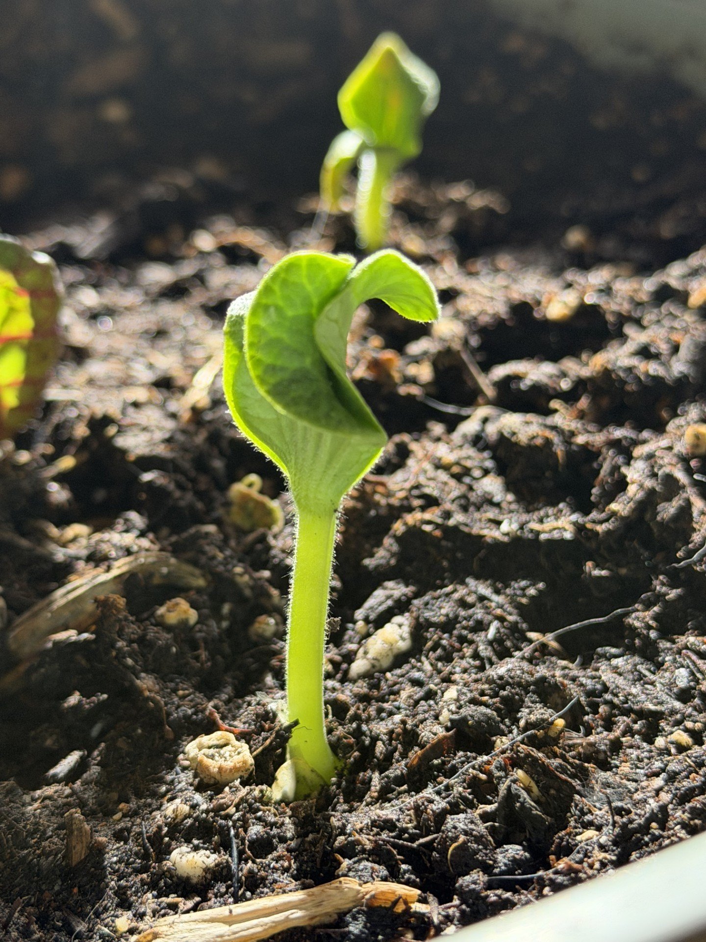 squash plant.jpg