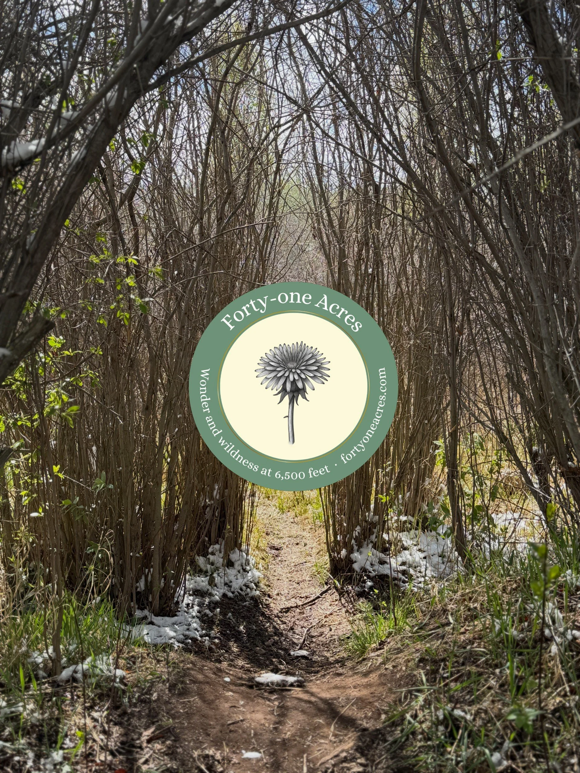 The woods
