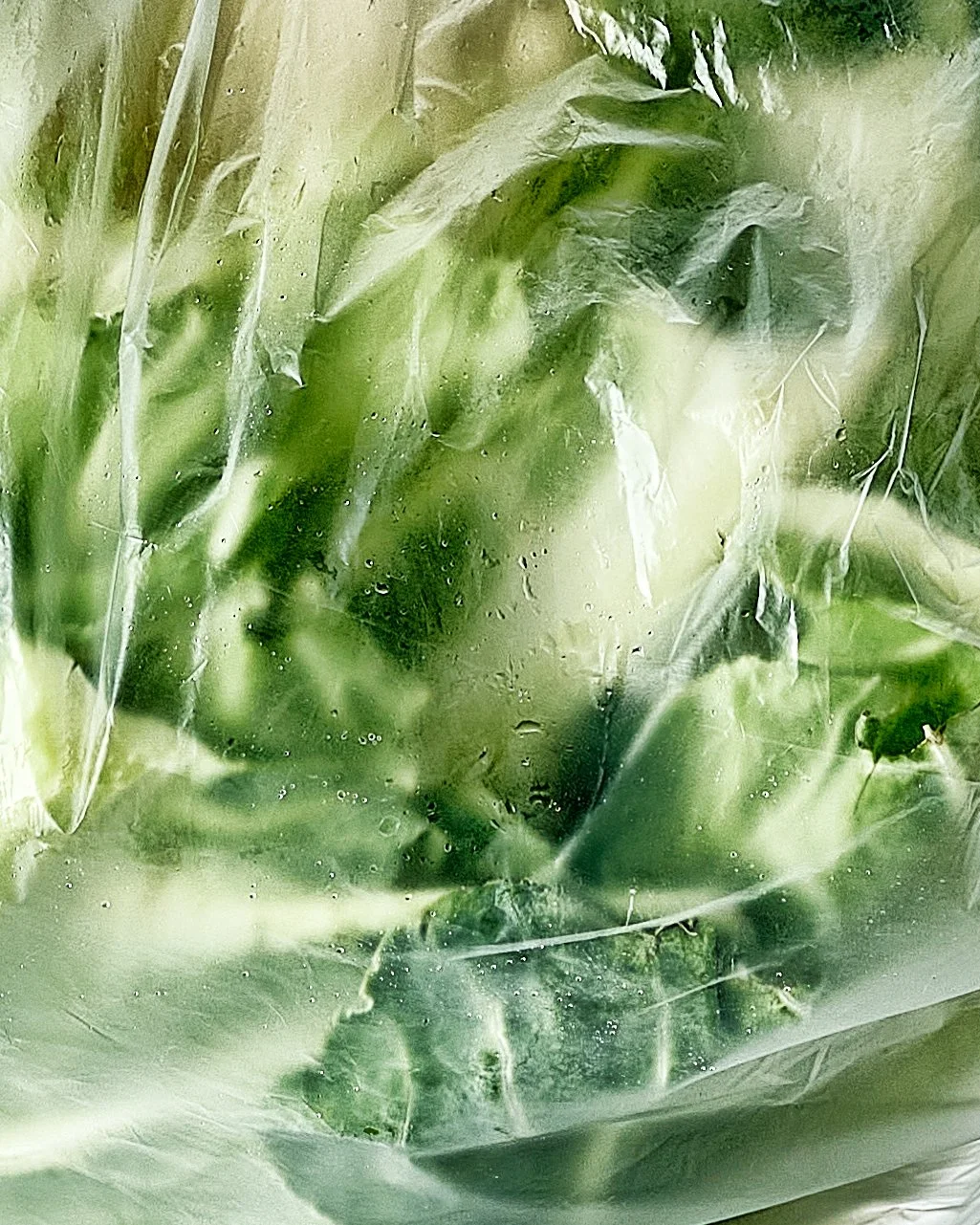 2026-02-23-cabbage-kabas-02-detail.jpg