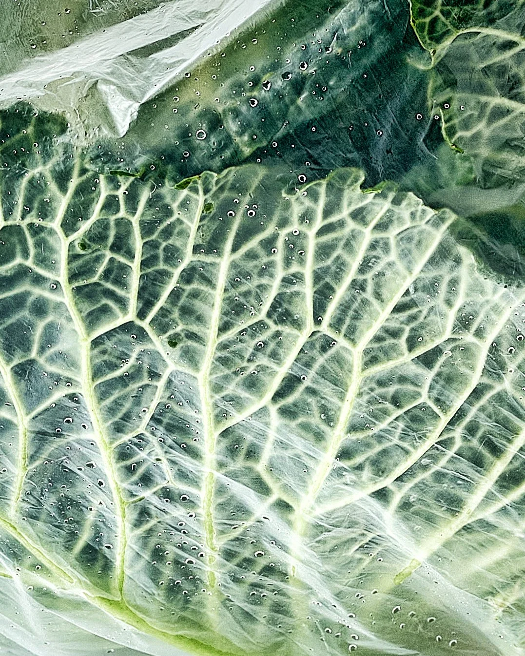 2026-02-23-cabbage-kabas-01-detail.jpg