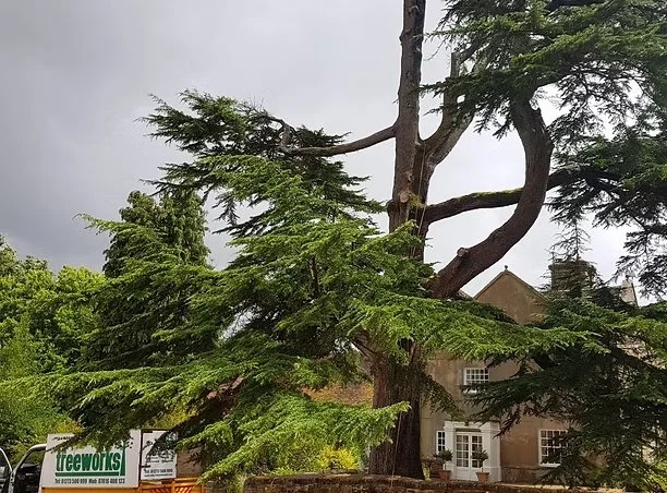Tree Surgery.jpg