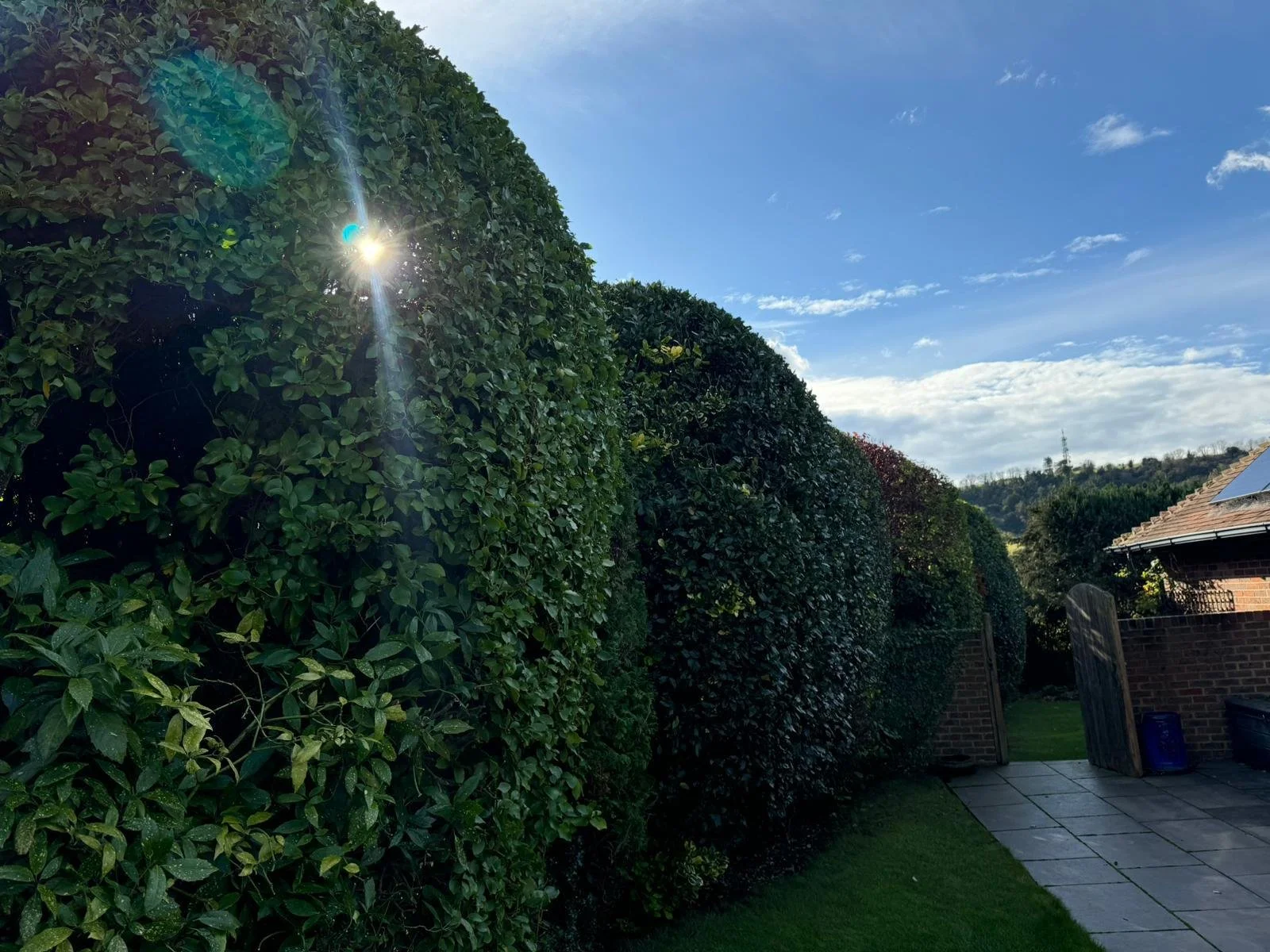 Hedge trimming