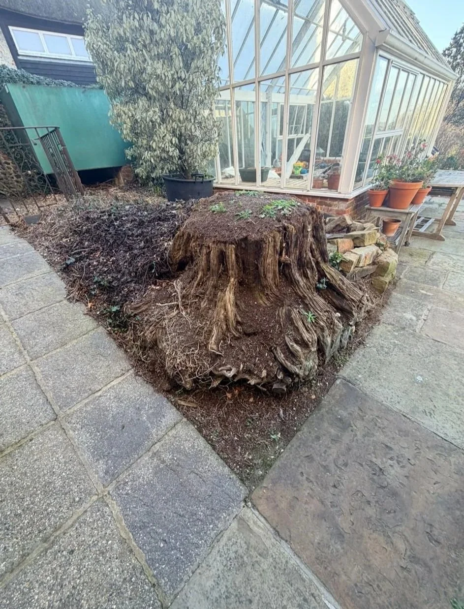 Tree stump removal