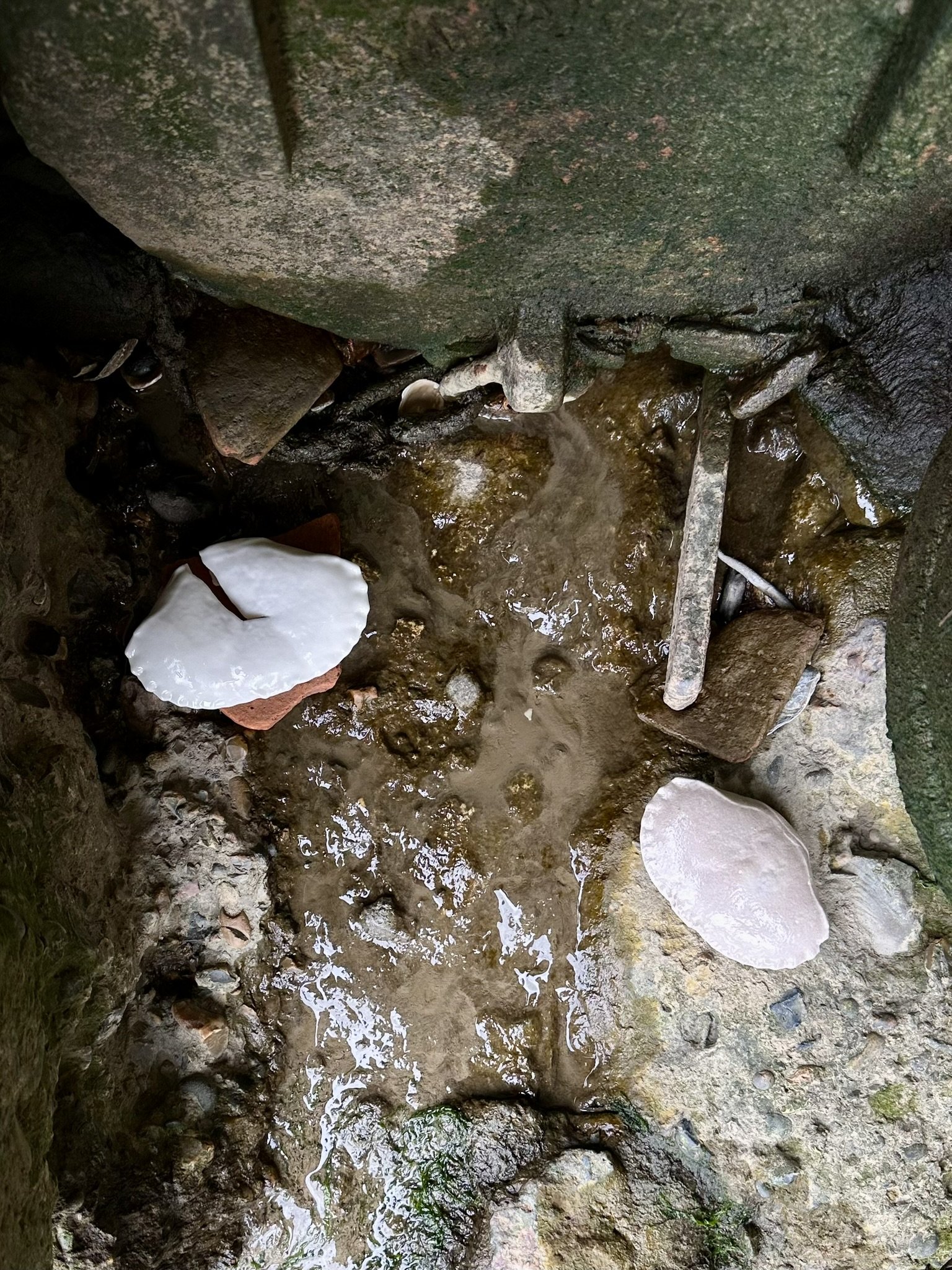 Close-up of a small sweage leak flowing over rocks, surrounded by moss-covered stones and some bone china object 