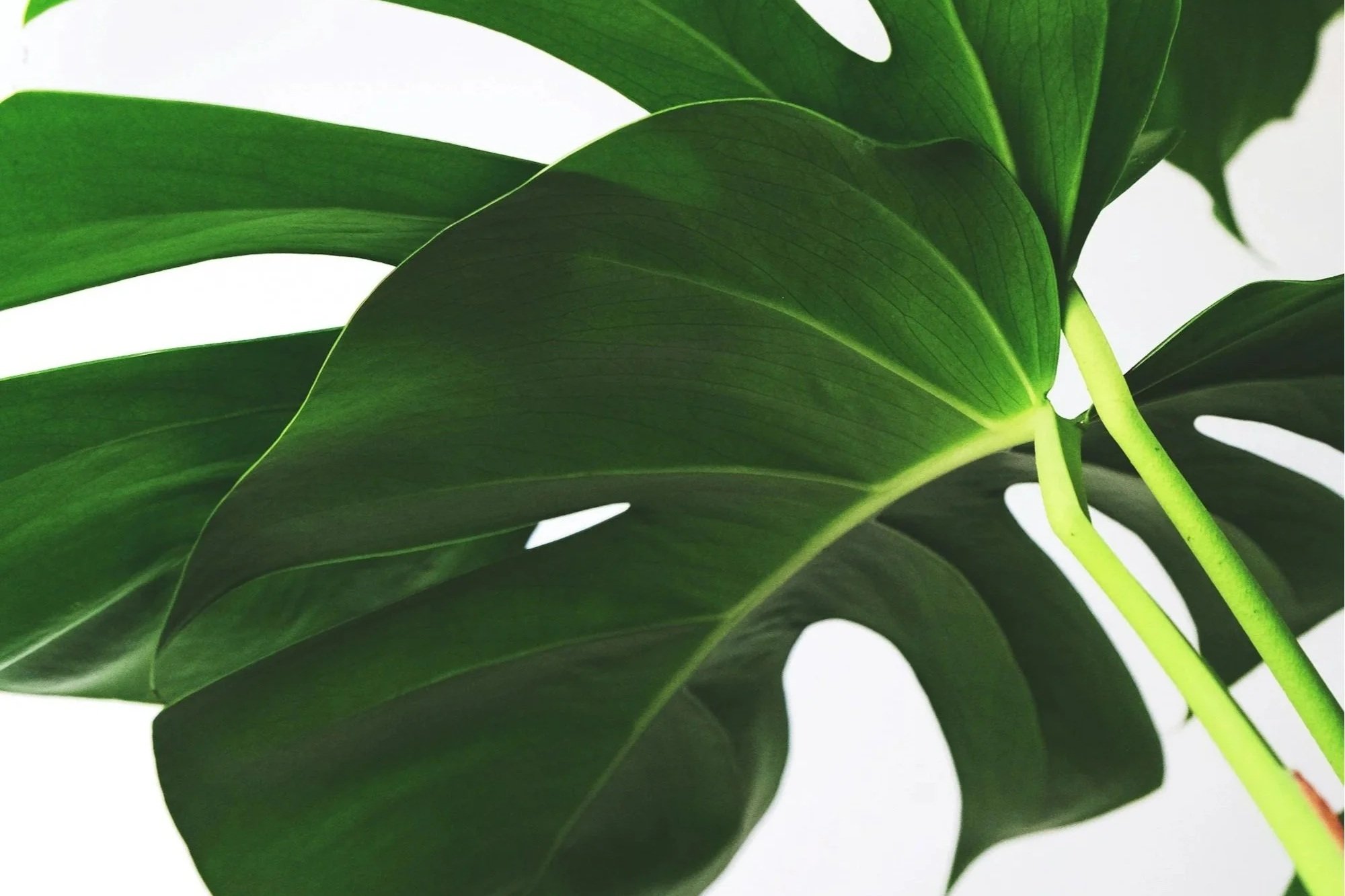 Close-up of large green tropical plant leaves against a white background.
