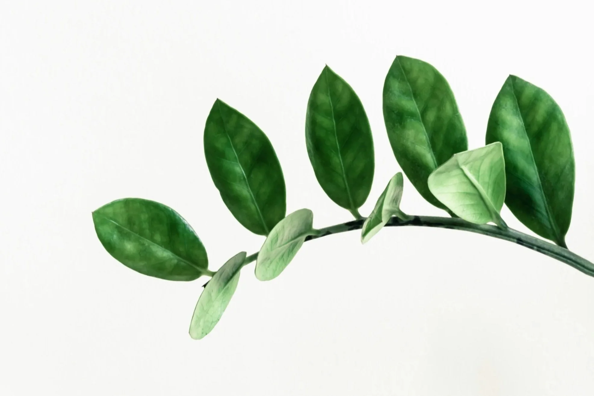 A branch with alternating green leaves of varying shades against a white background.
