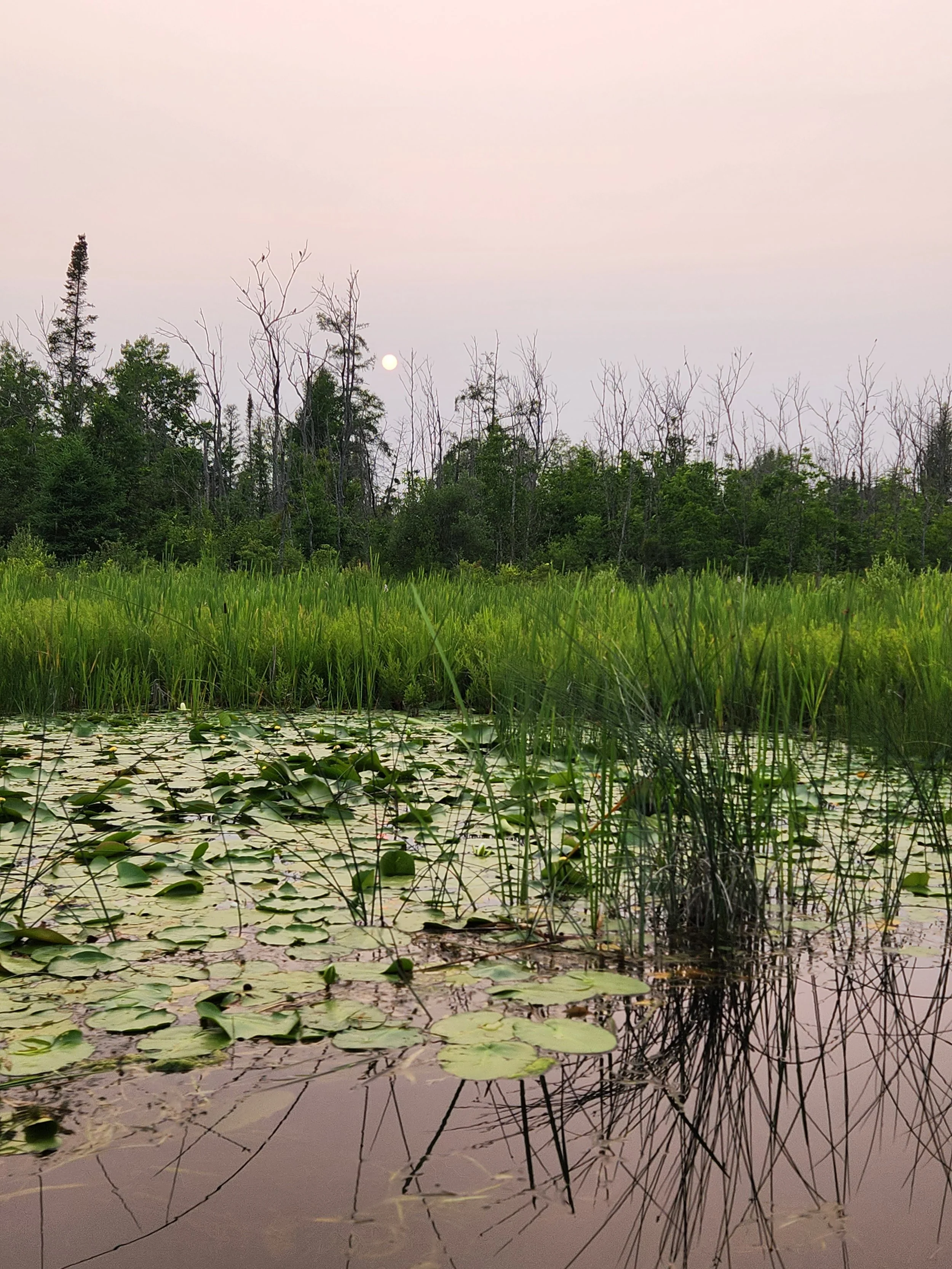 Scenic wetland with lily pads, tall grass, and distant trees silhouetted against a pinkish sky with the moon visible.