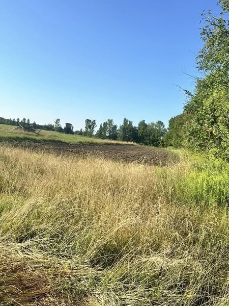 Open field with tall dry grass and a clear blue sky